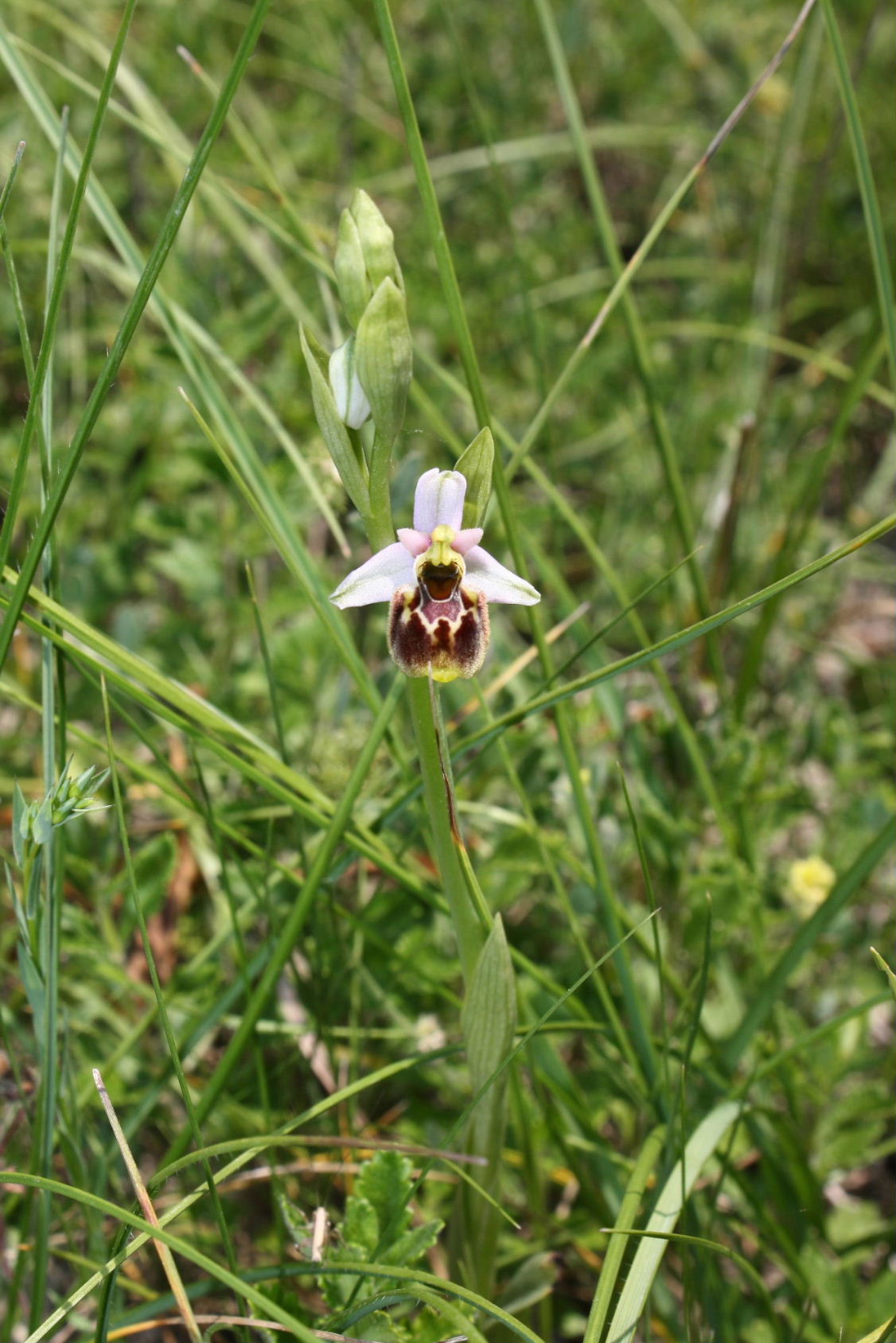 Ophrys fuciflora/holosericea-tetraloniae ???