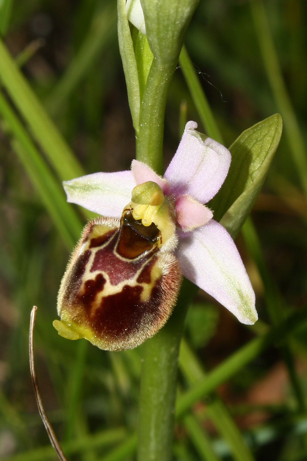 Ophrys fuciflora/holosericea-tetraloniae ???