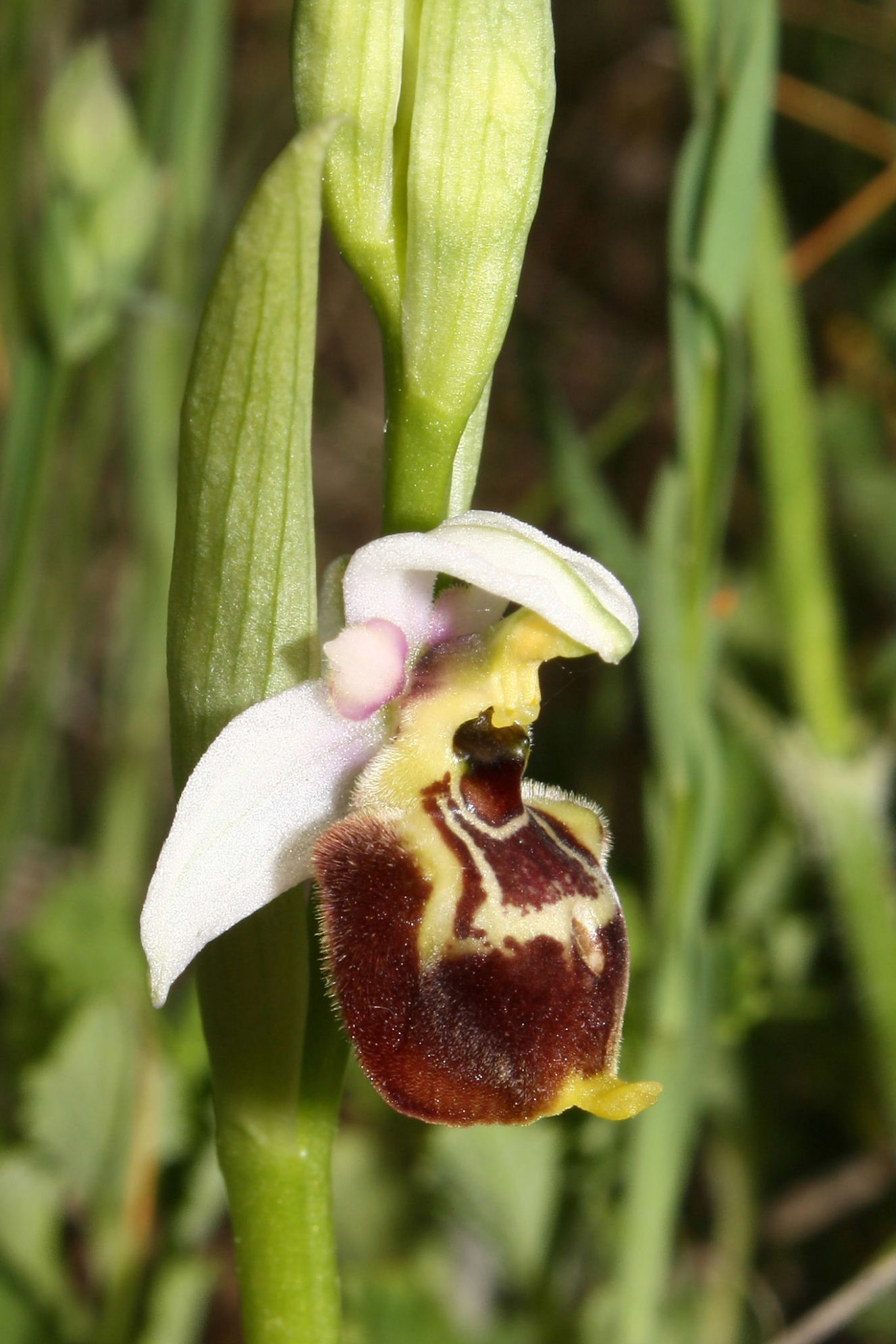 Ophrys fuciflora/holosericea-tetraloniae ???