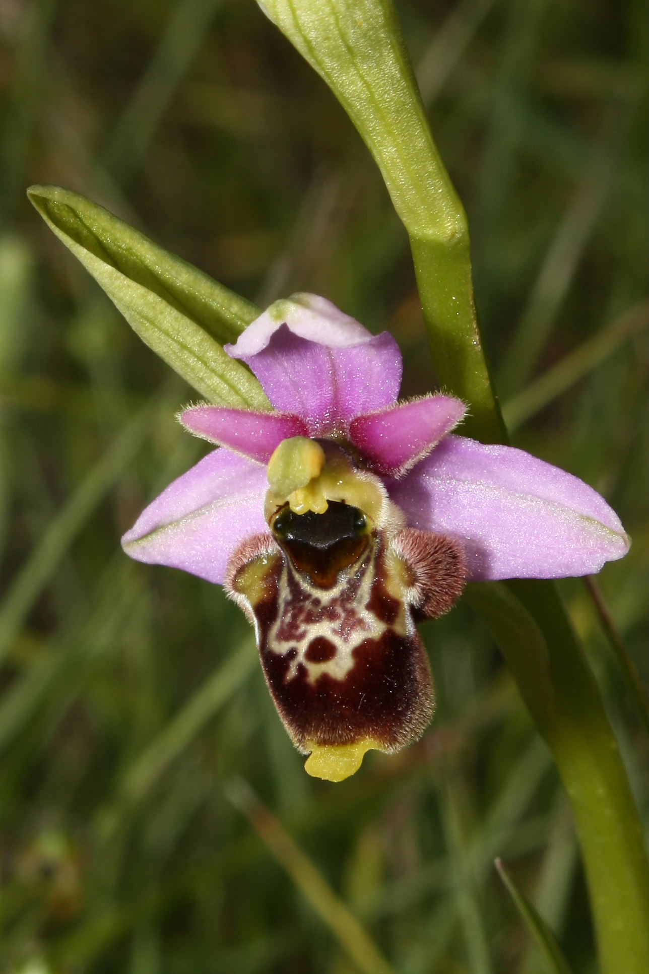 Ophrys fuciflora/holosericea-tetraloniae ???