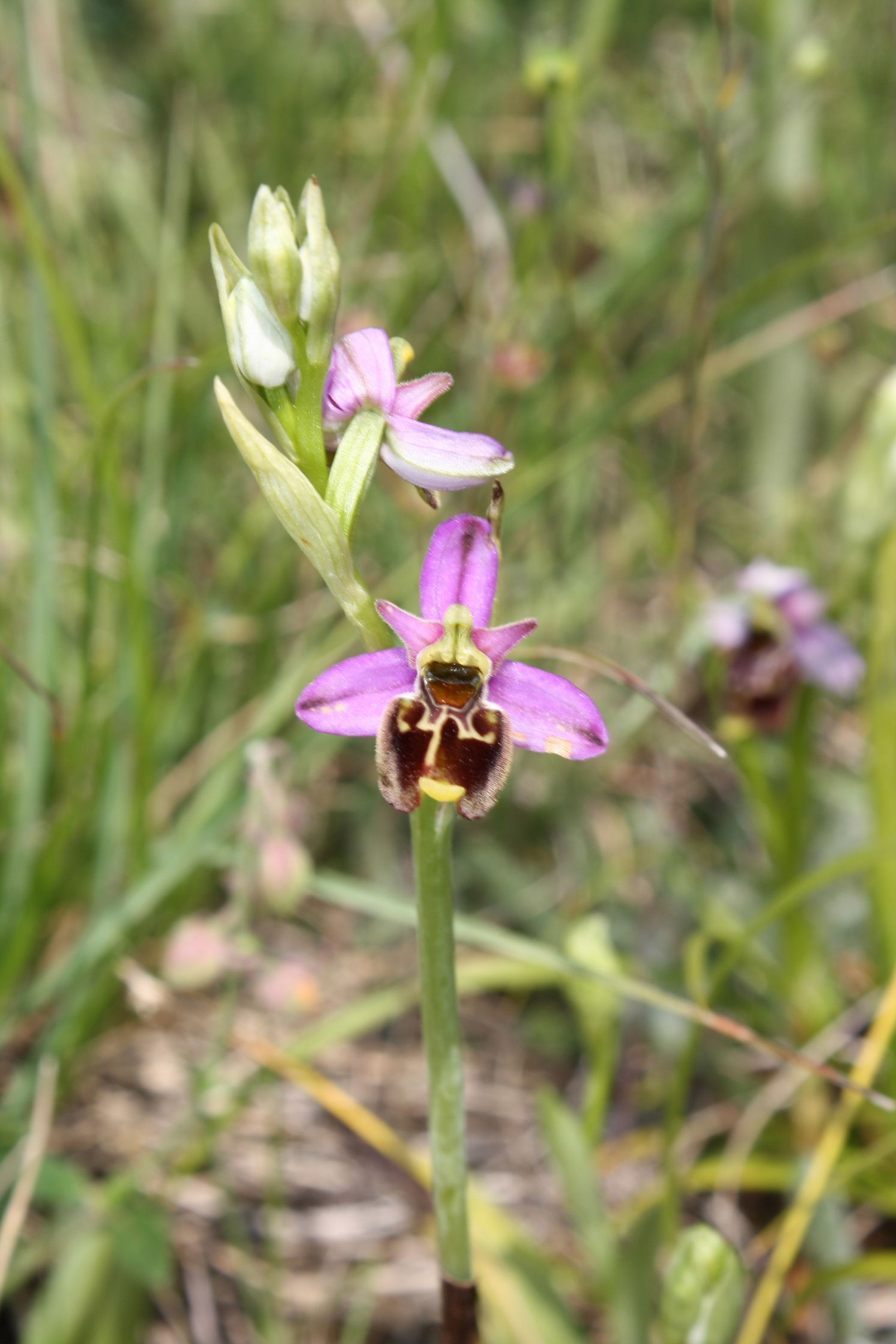 Ophrys fuciflora/holosericea-tetraloniae ???