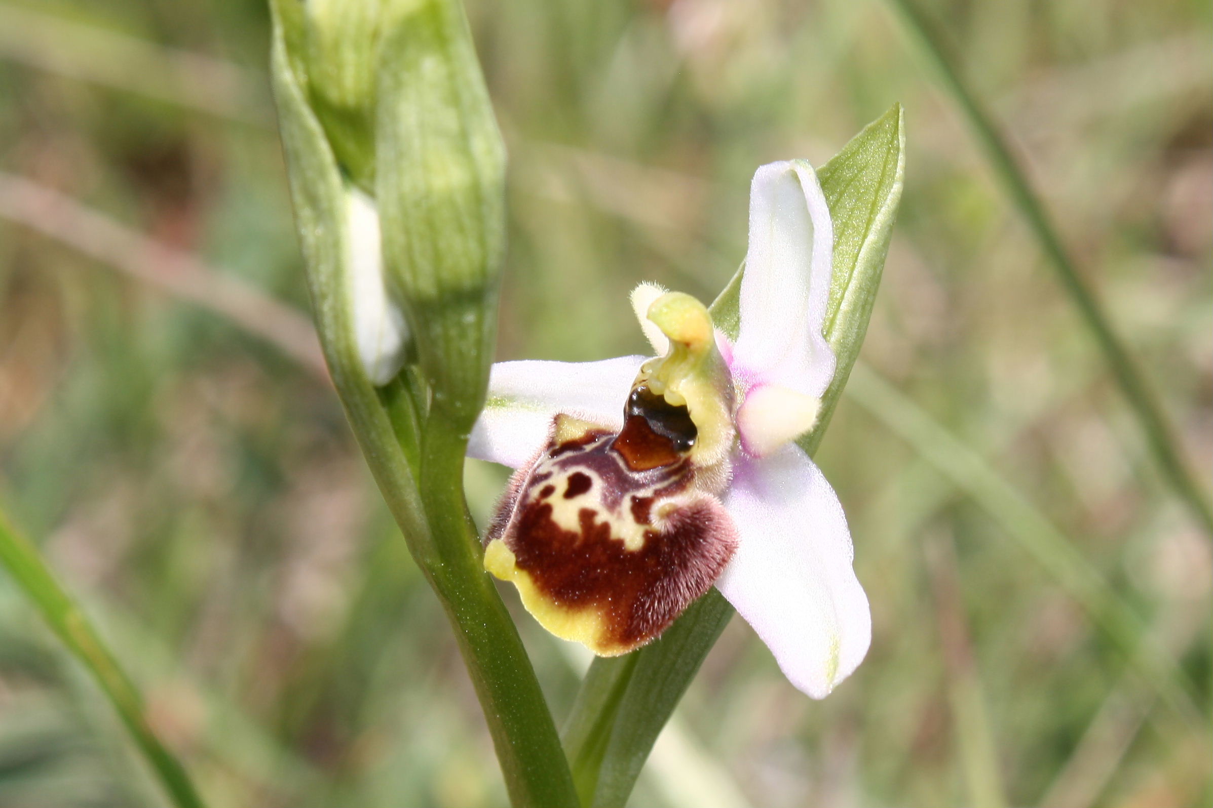 Ophrys fuciflora/holosericea-tetraloniae ???