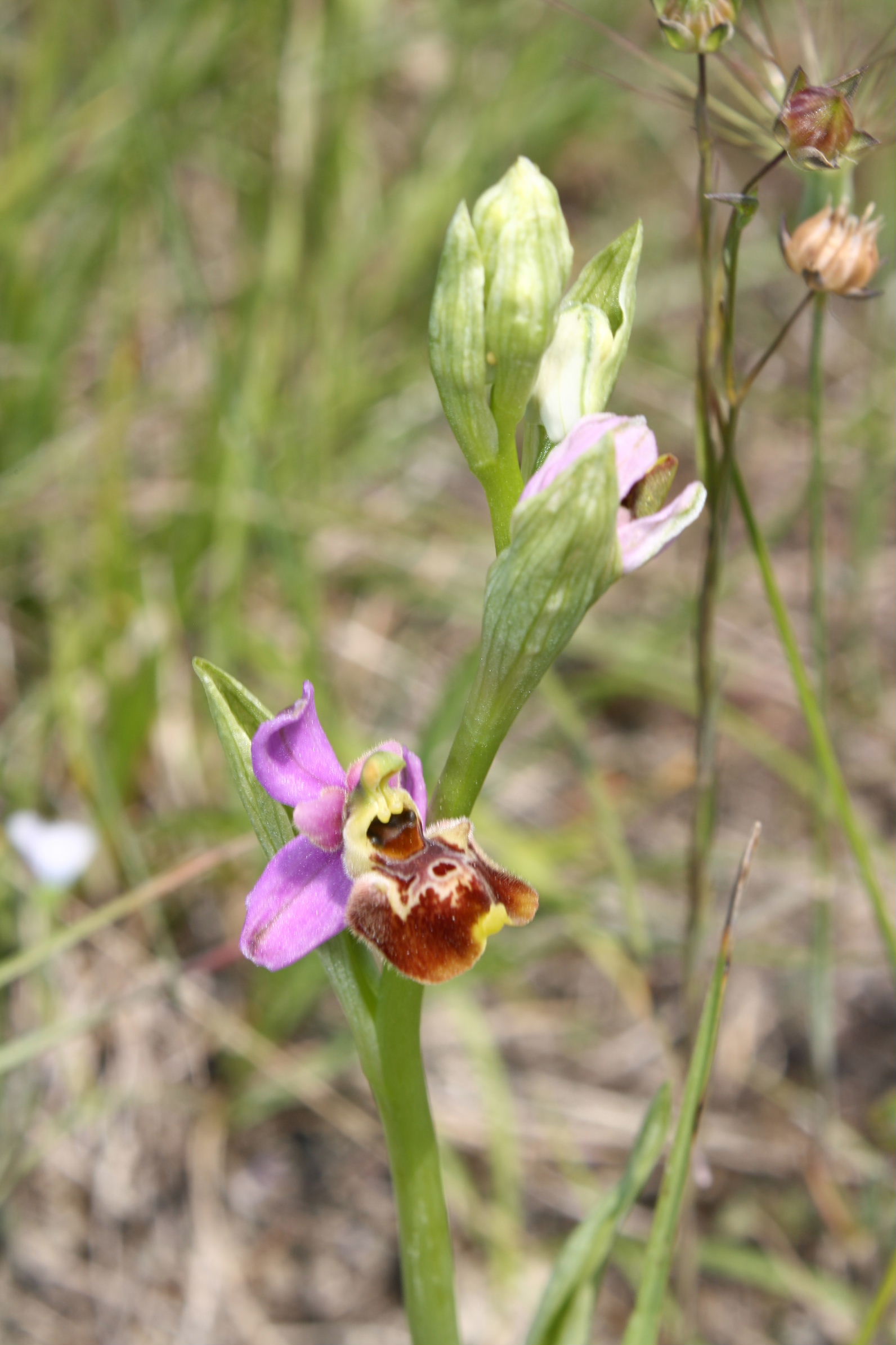 Ophrys fuciflora/holosericea-tetraloniae ???