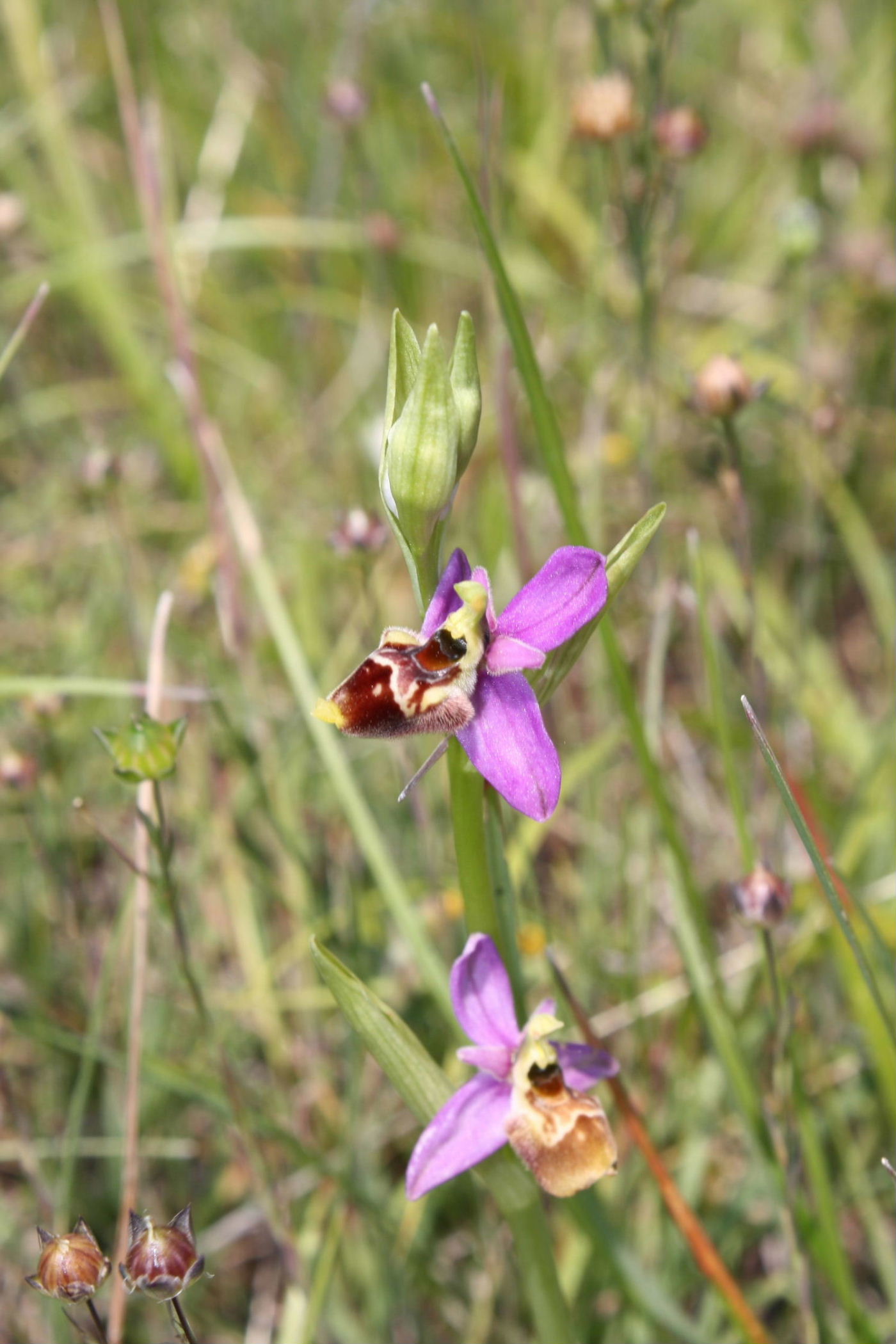 Ophrys fuciflora/holosericea-tetraloniae ???