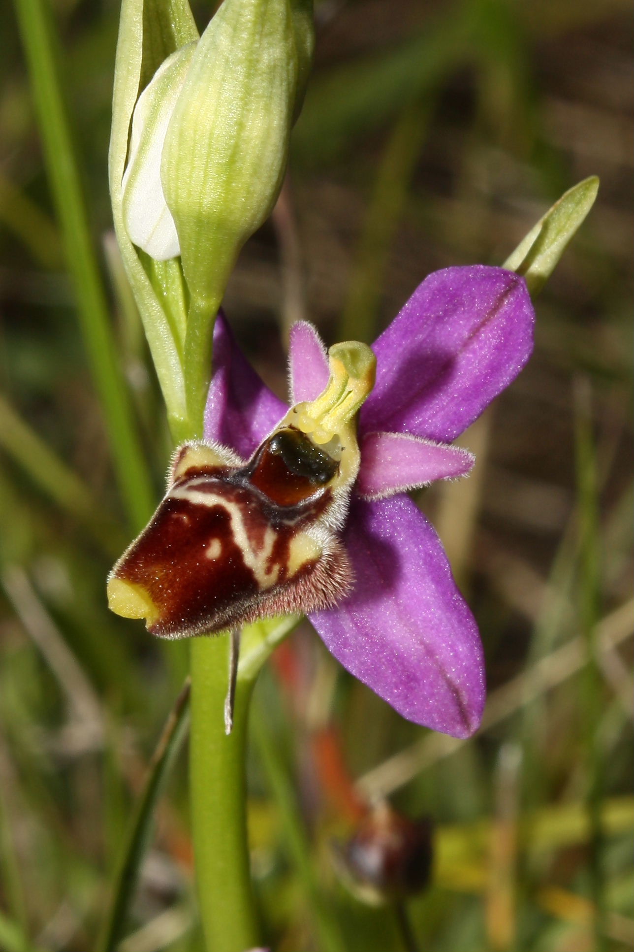 Ophrys fuciflora/holosericea-tetraloniae ???