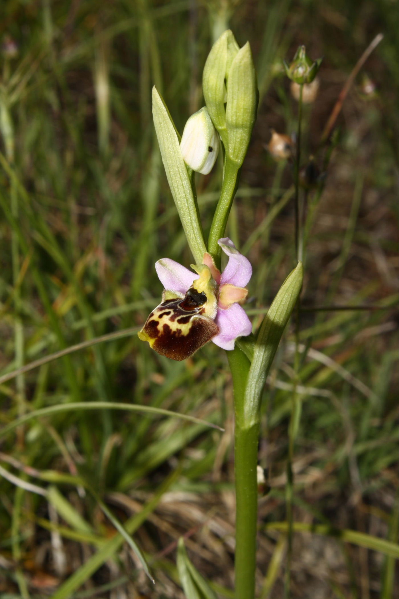 Ophrys fuciflora/holosericea-tetraloniae ???