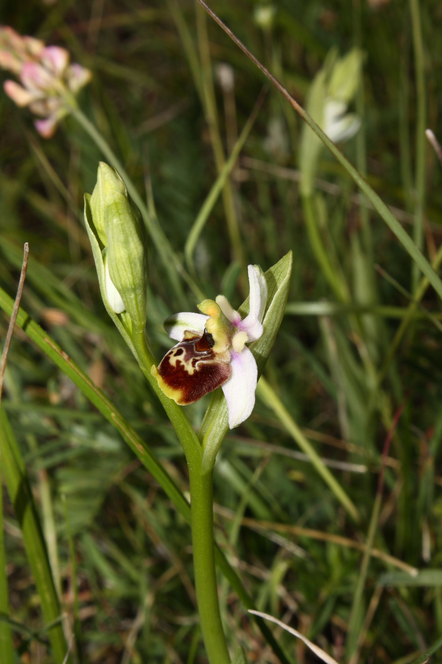 Ophrys fuciflora/holosericea-tetraloniae ???