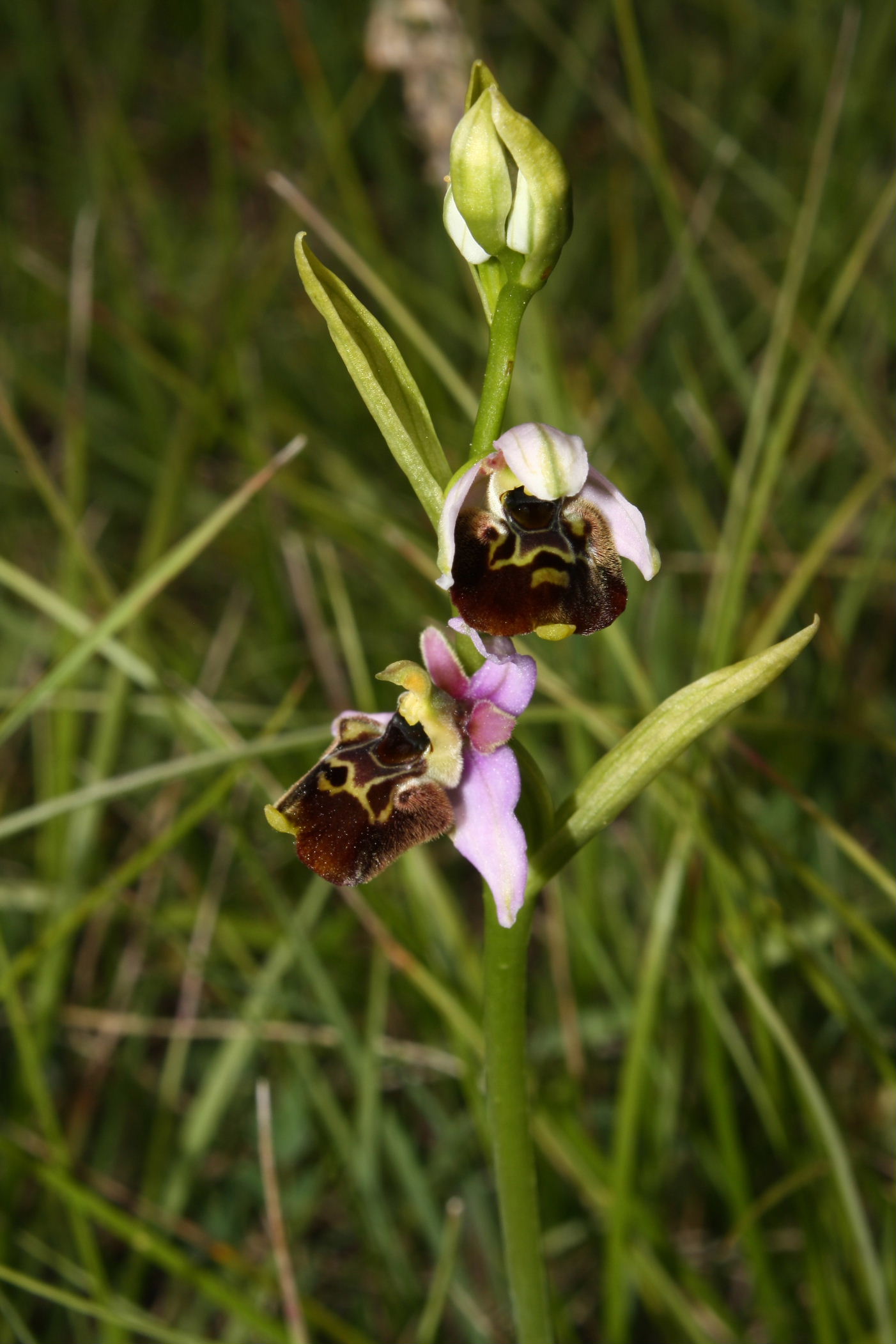 Ophrys fuciflora/holosericea-tetraloniae ???