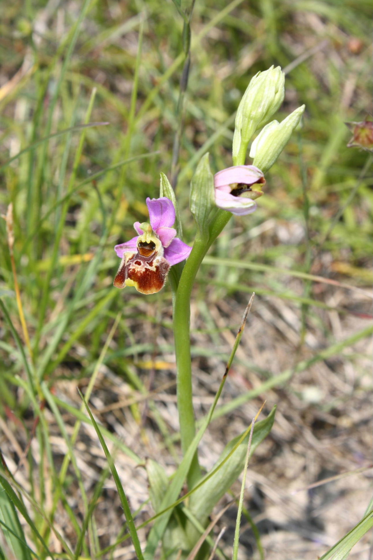 Ophrys fuciflora/holosericea-tetraloniae ???