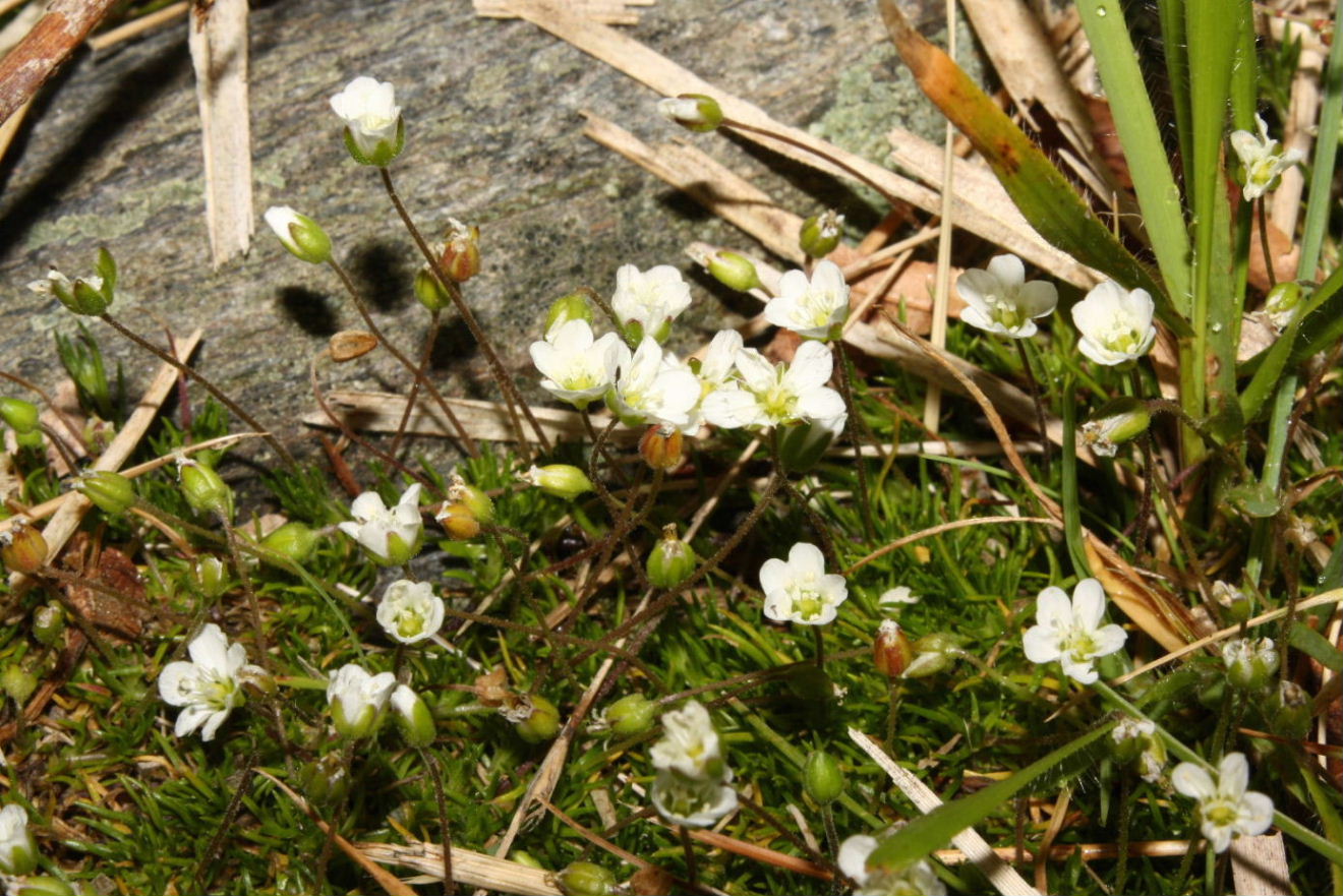 Sagina glabra / Sagina glabra