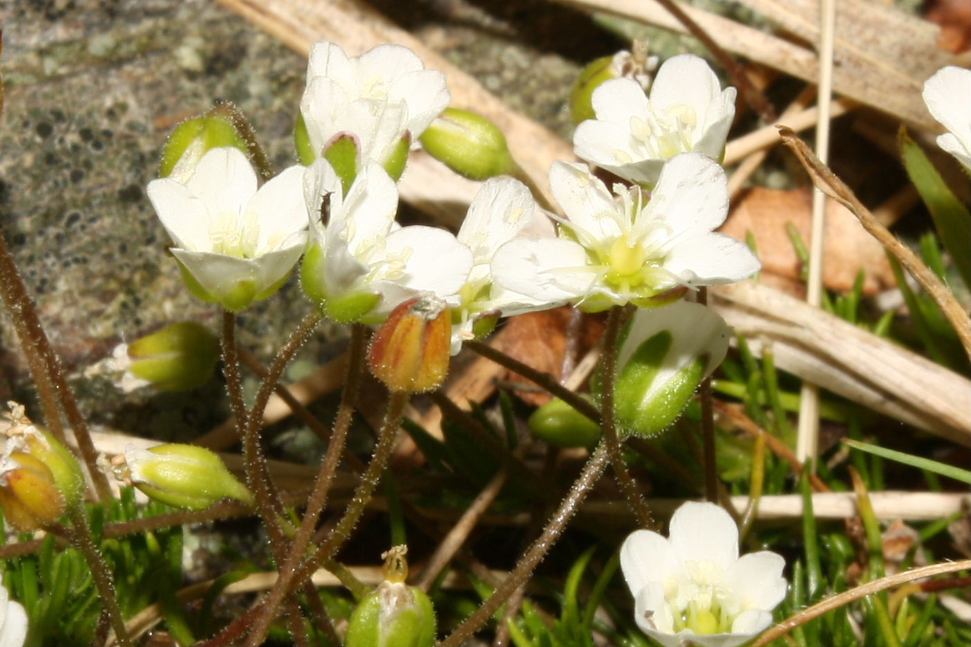 Sagina glabra / Sagina glabra