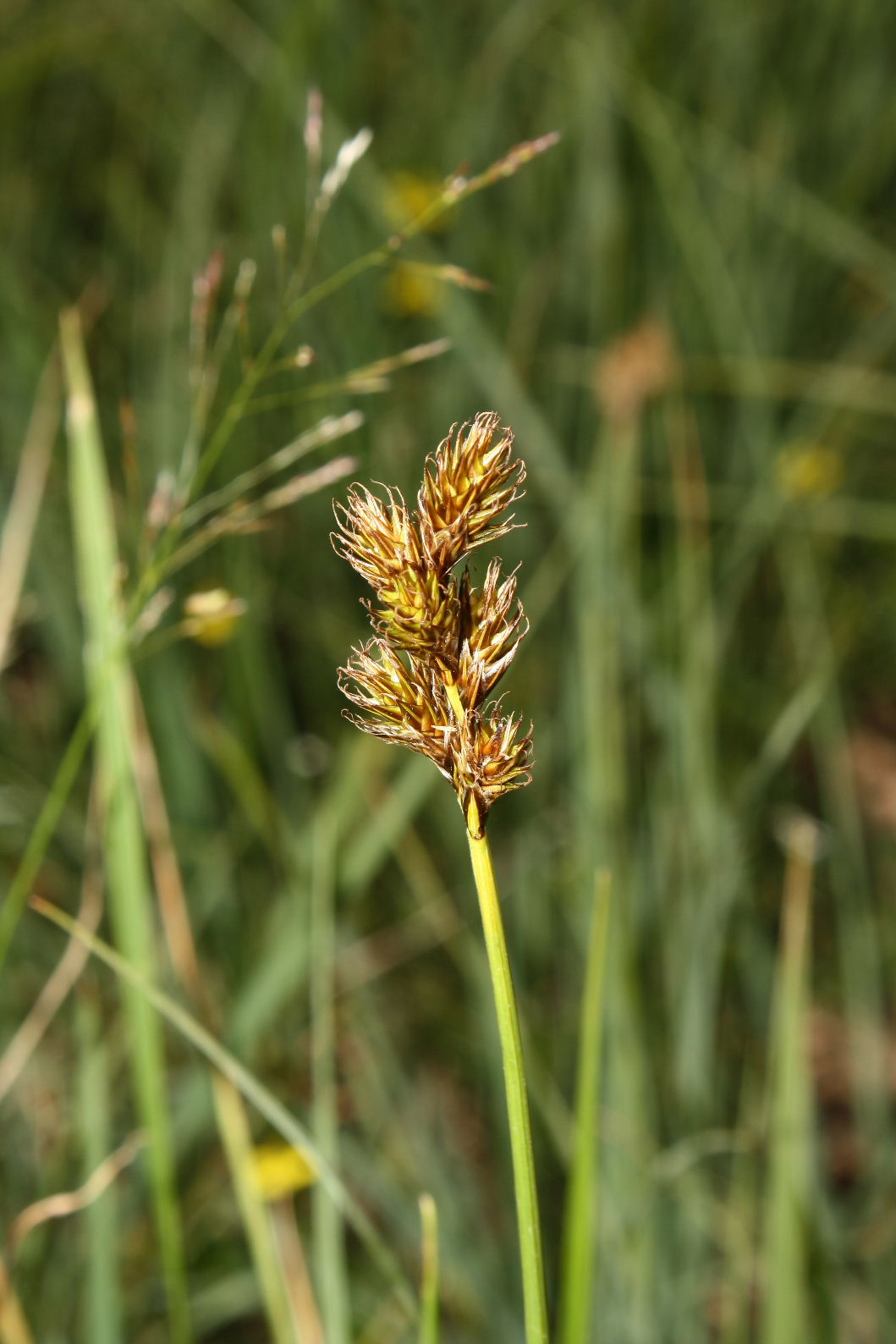 Carex leporina / Carice pie'' di Lepre