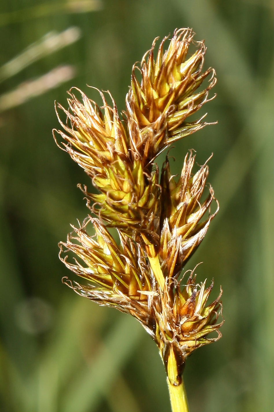 Carex leporina / Carice pie'' di Lepre