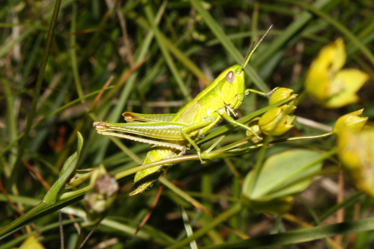 Orthoptera da determinare-3