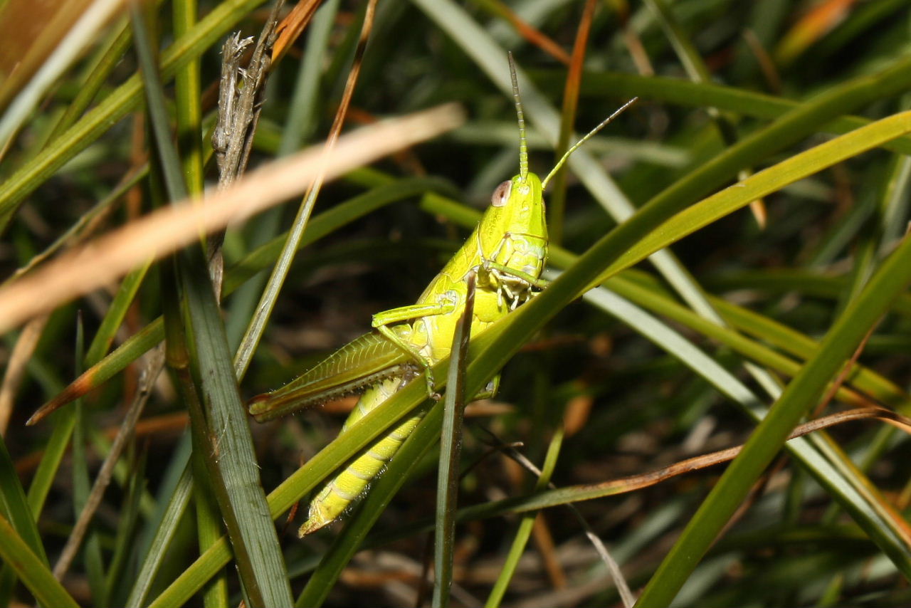 Orthoptera da determinare-3