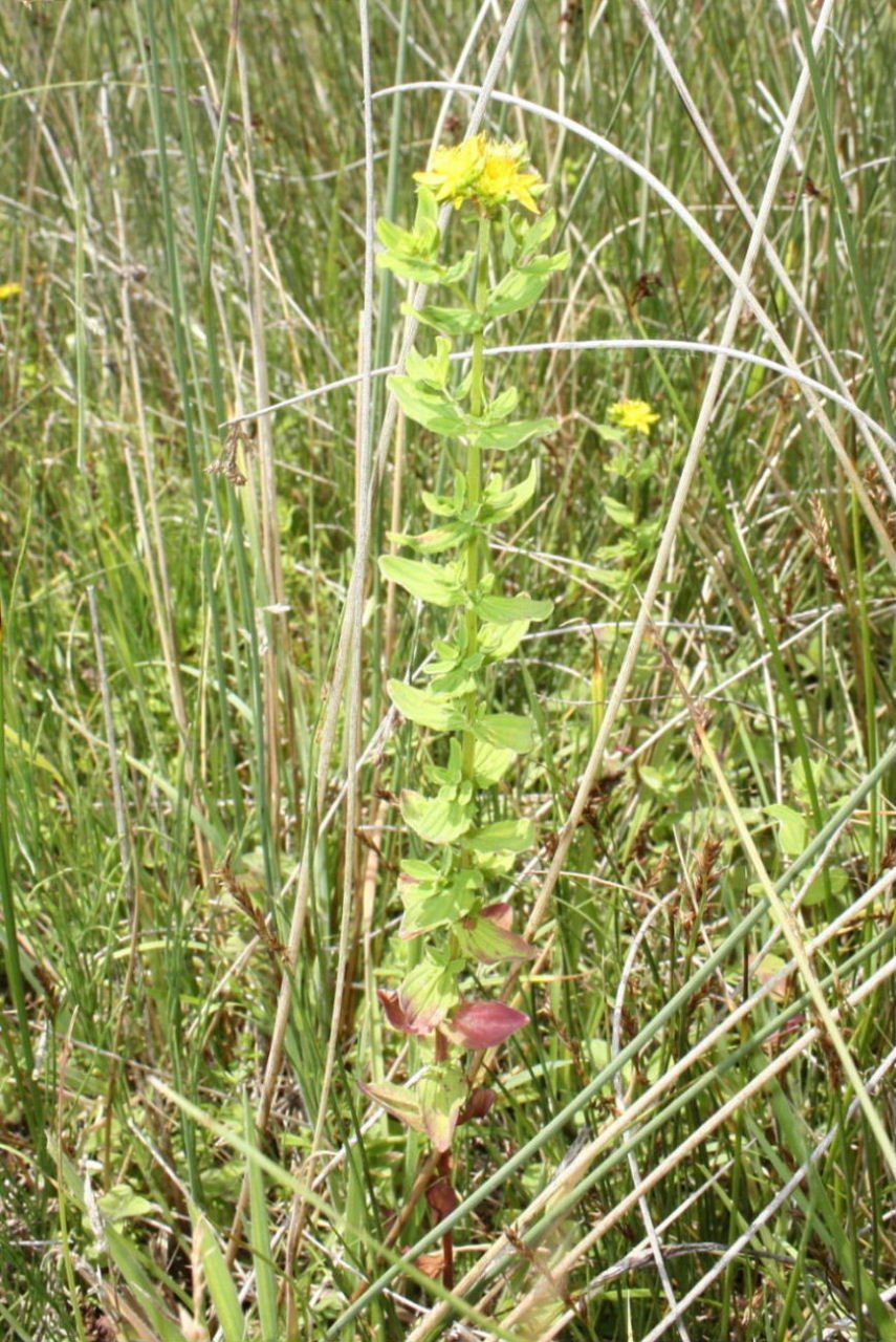 Hypericum tetrapterum / Erba di San Giovanni alata