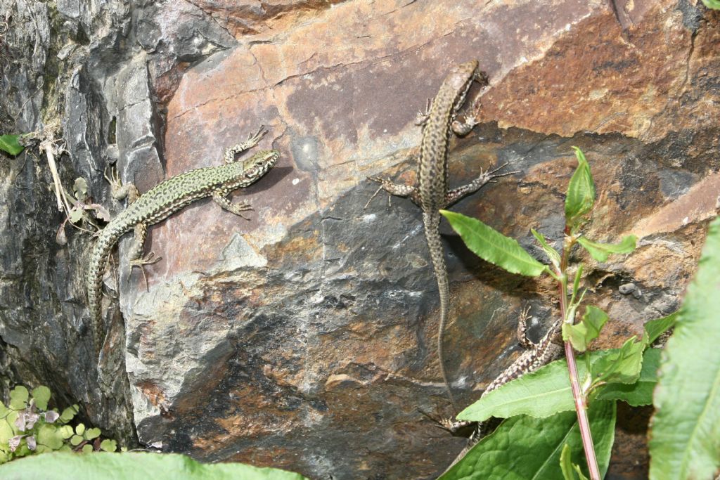 Podarcis muralis ??