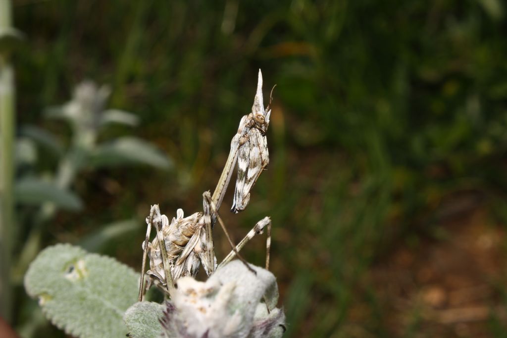 Empusa pennata 1 e 2