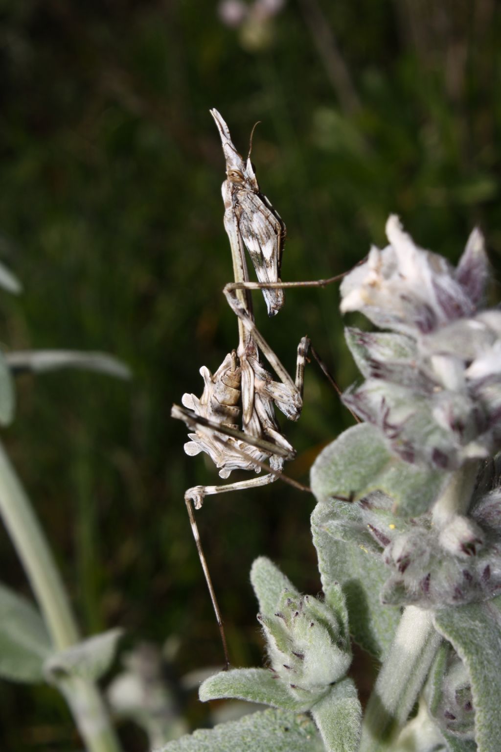 Empusa pennata 1 e 2