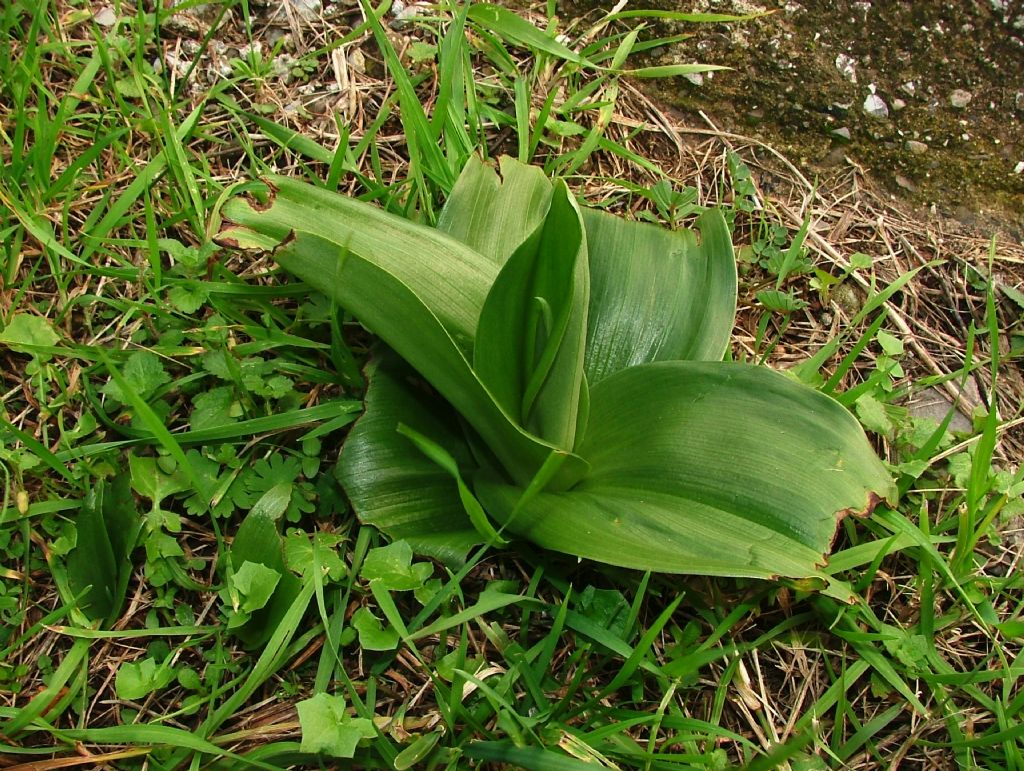 Barlia robertiana