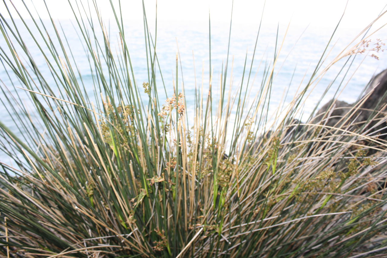 Juncus acutus / Giunco pungente