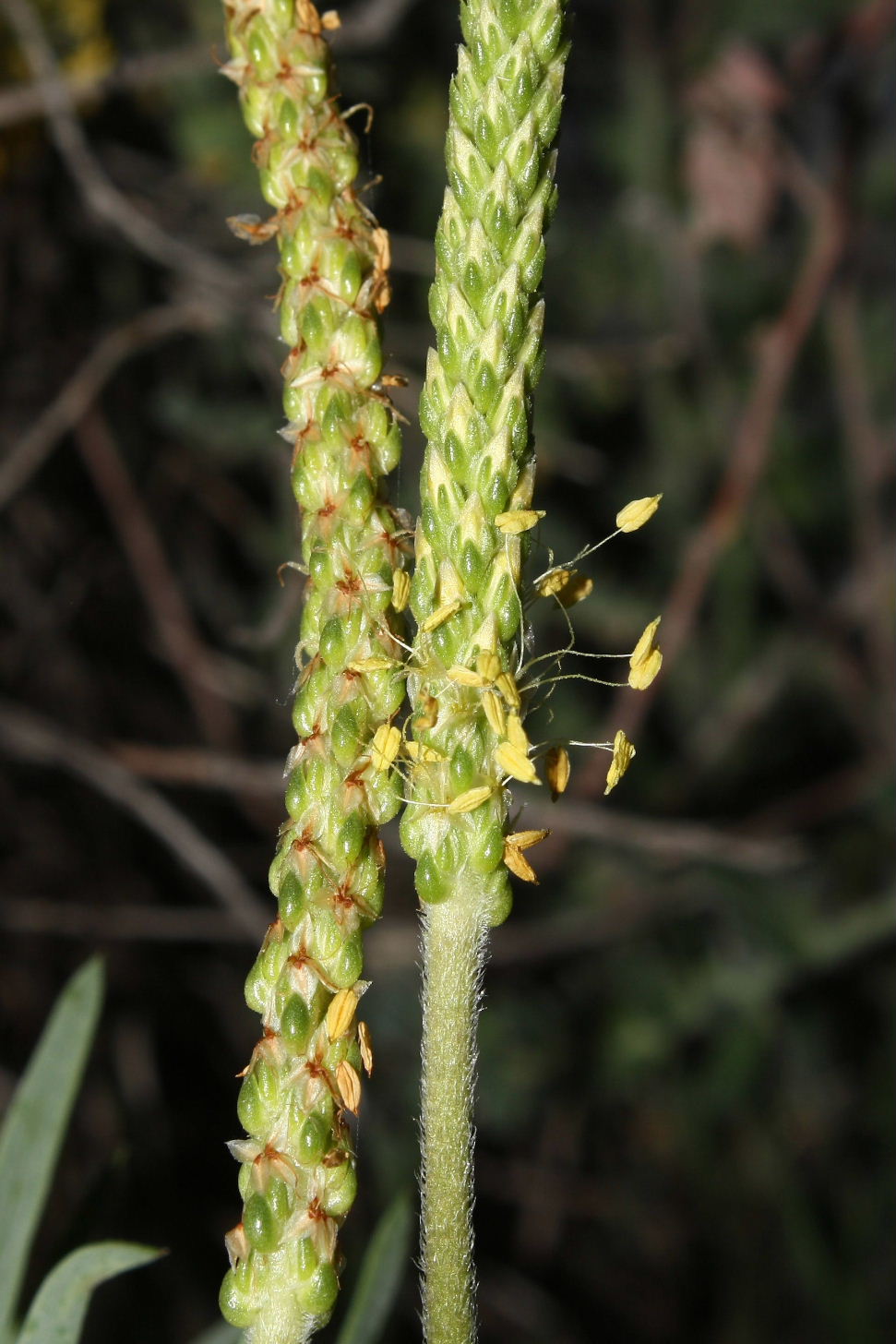 Plantago da determinare