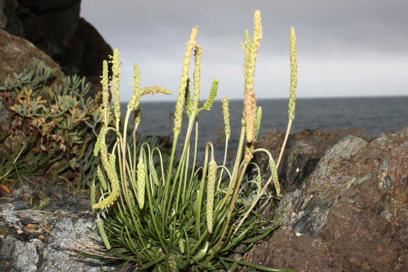 Plantago da determinare