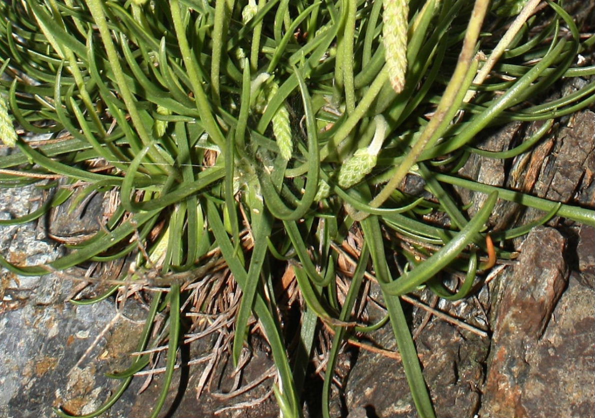 Plantago da determinare