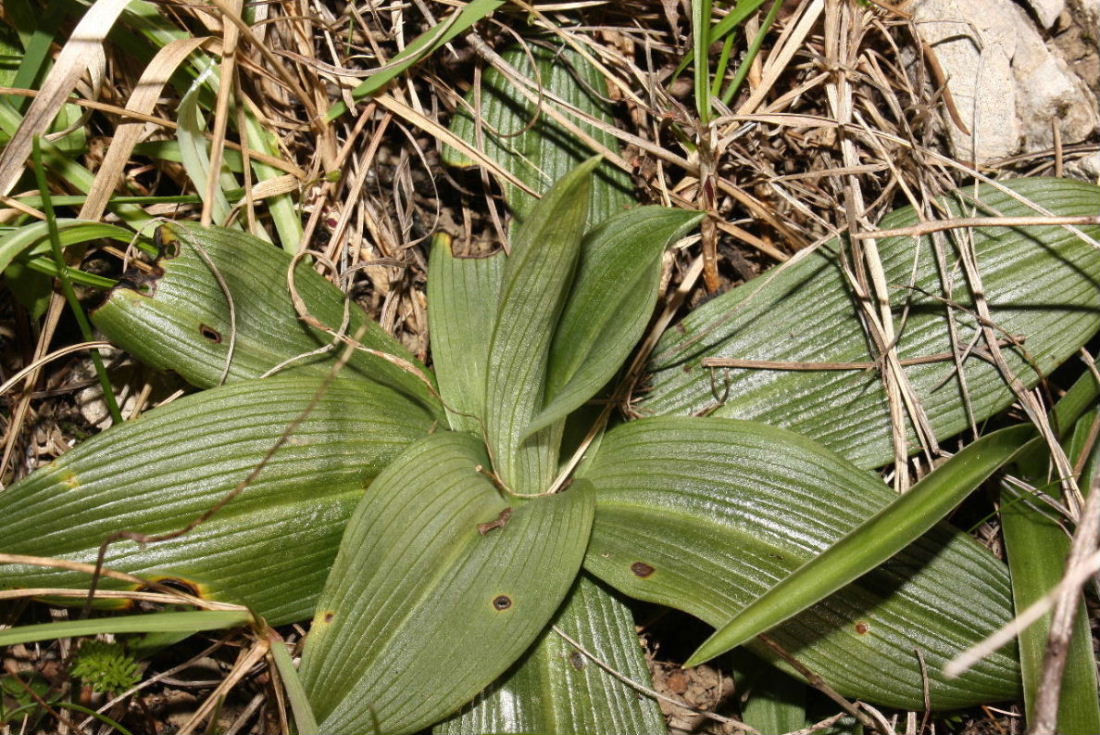 Ibrido Ophrys sphegodes ???