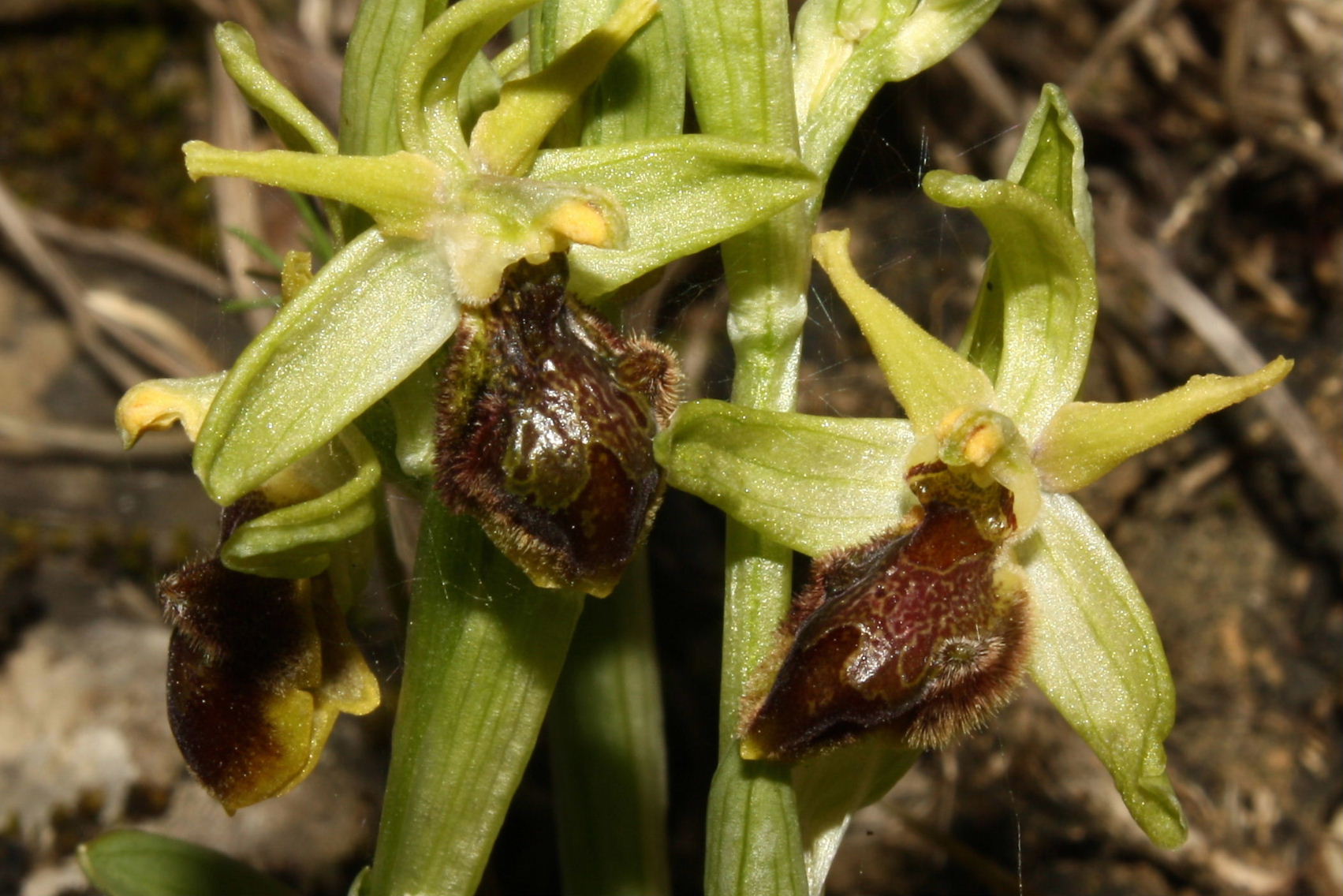 Ophrys sphegodes da determinare-2