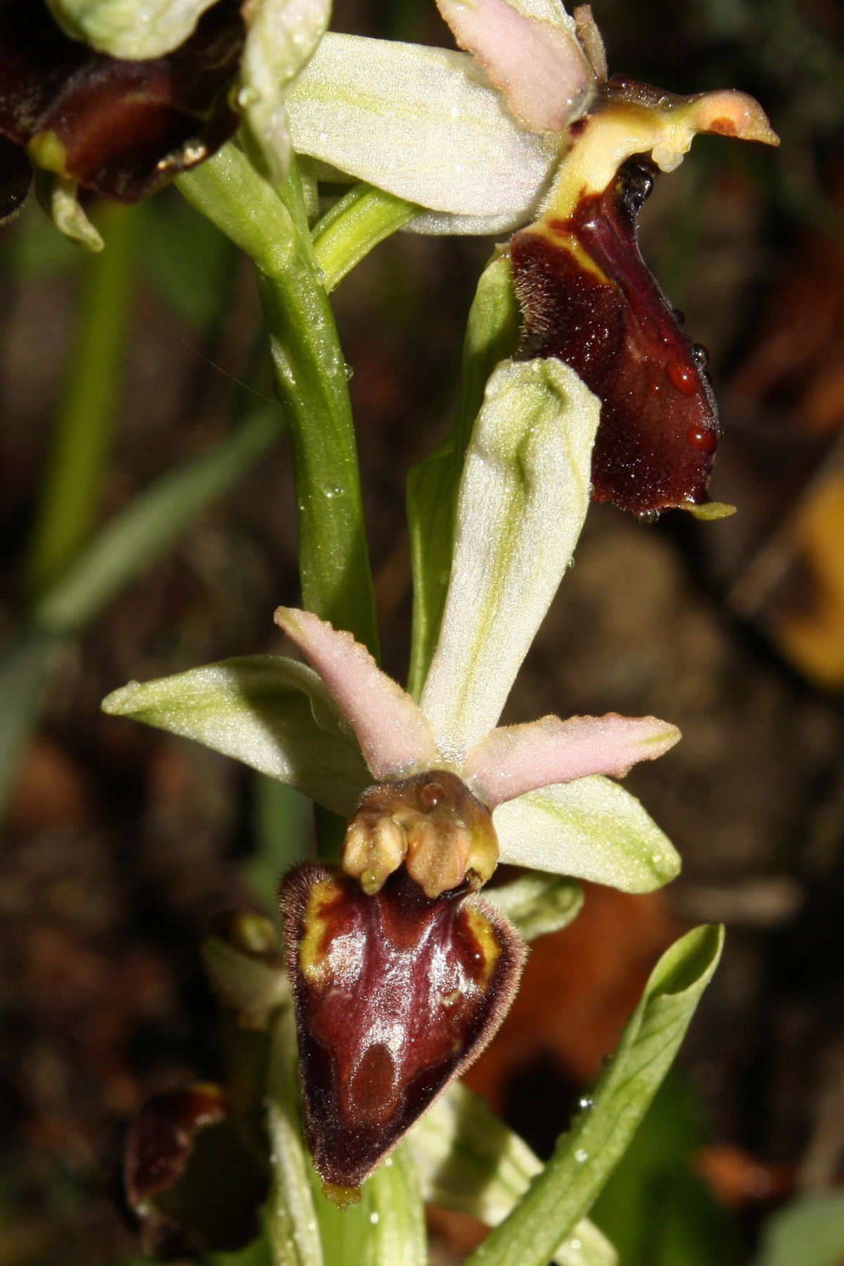 Lusus di Ophrys montis-leonis