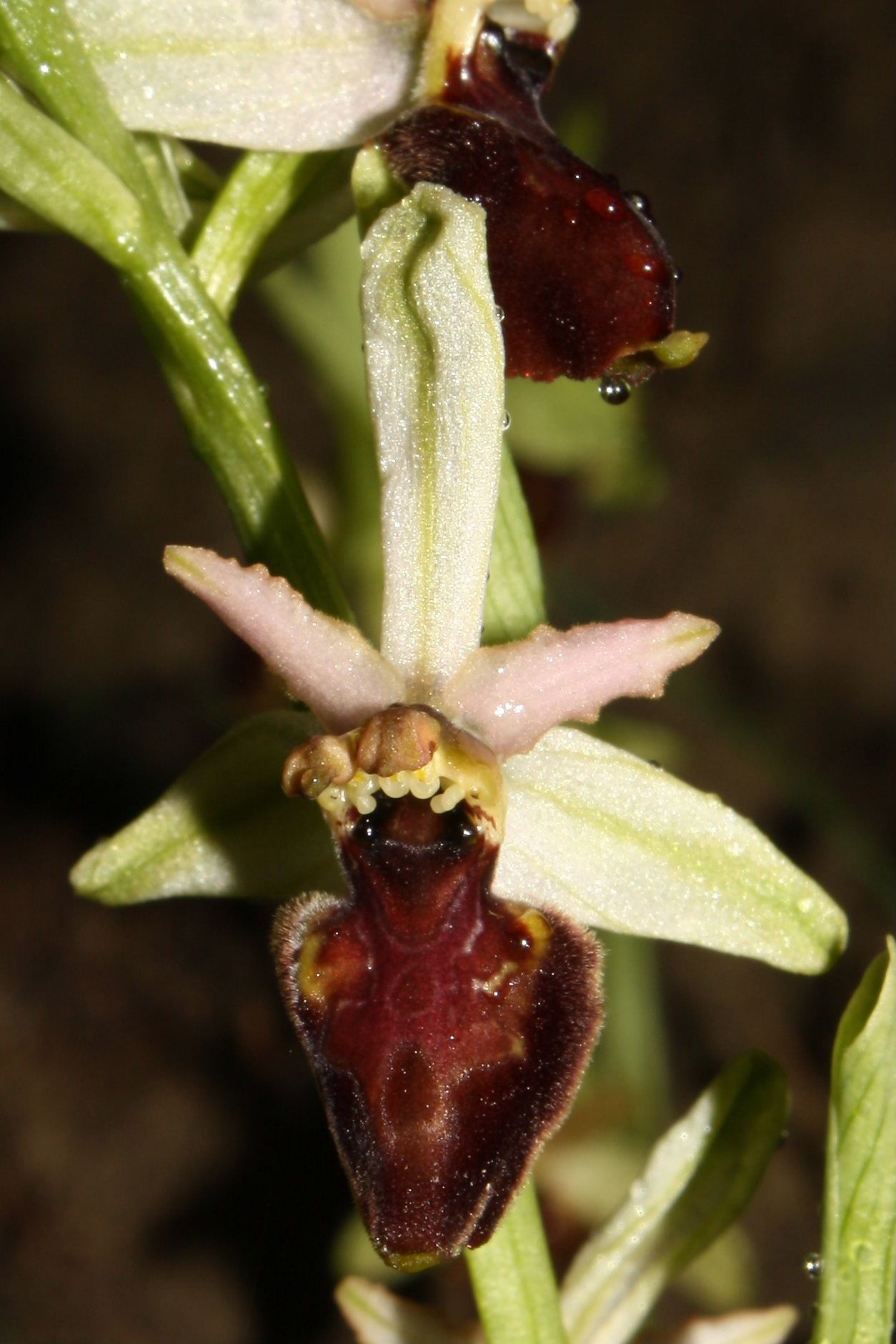 Lusus di Ophrys montis-leonis