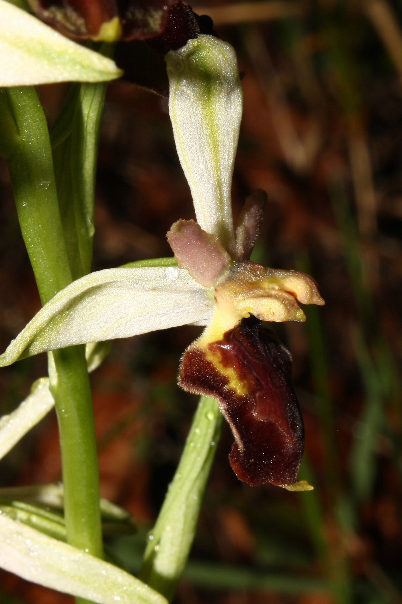 Lusus di Ophrys montis-leonis