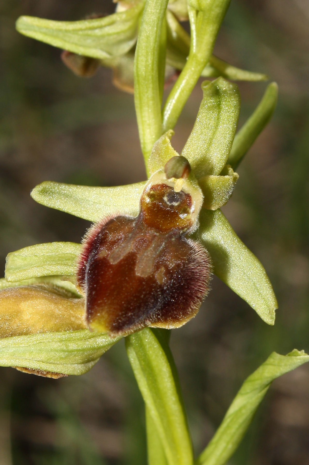 Ophrys sphegodes da determinare-2