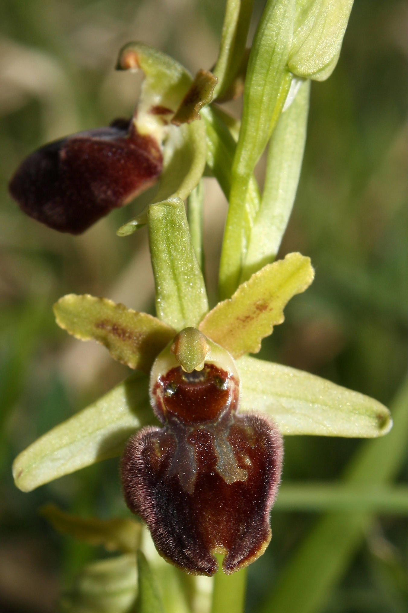 Ophrys sphegodes da determinare-2