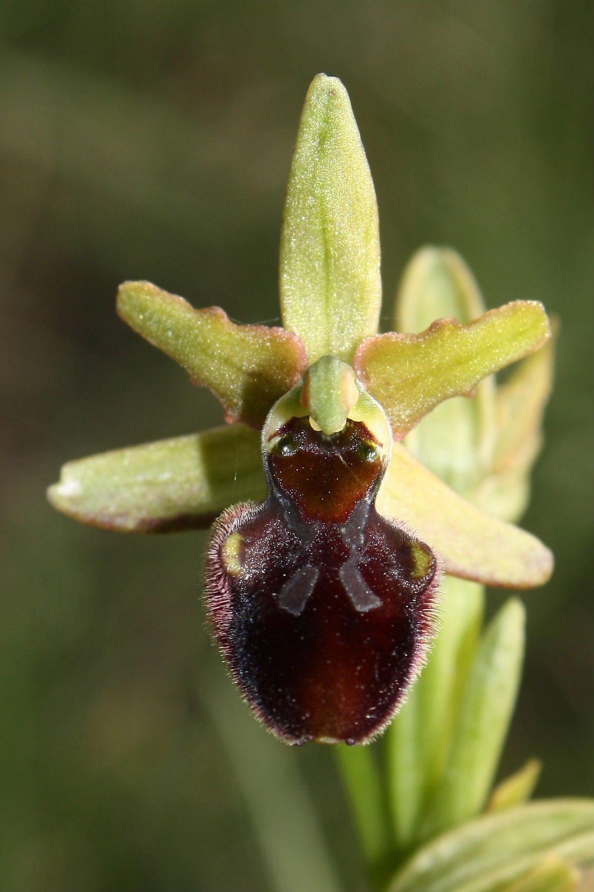 Ophrys sphegodes da determinare-2