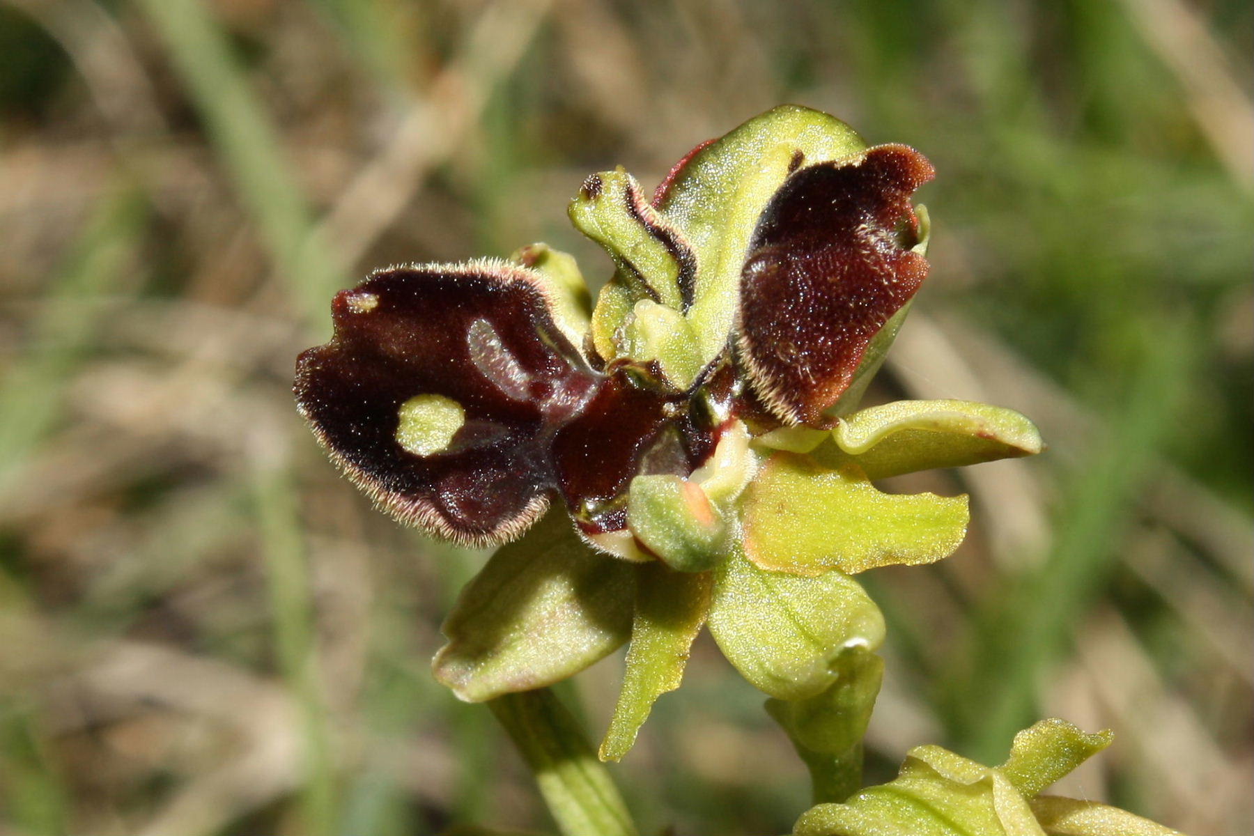 Lusus di Ophrys sphegodes ???