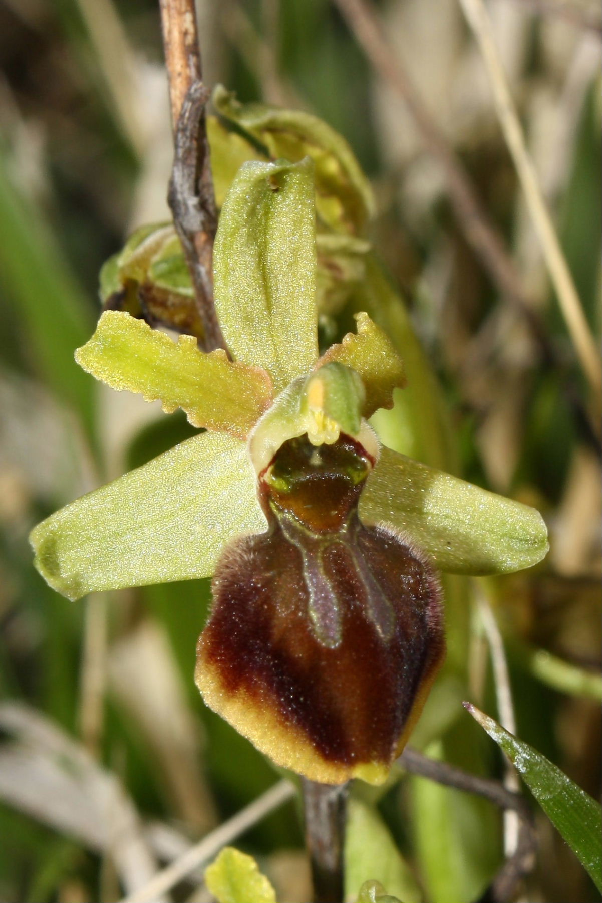 Ophrys sphegodes da determinare-2