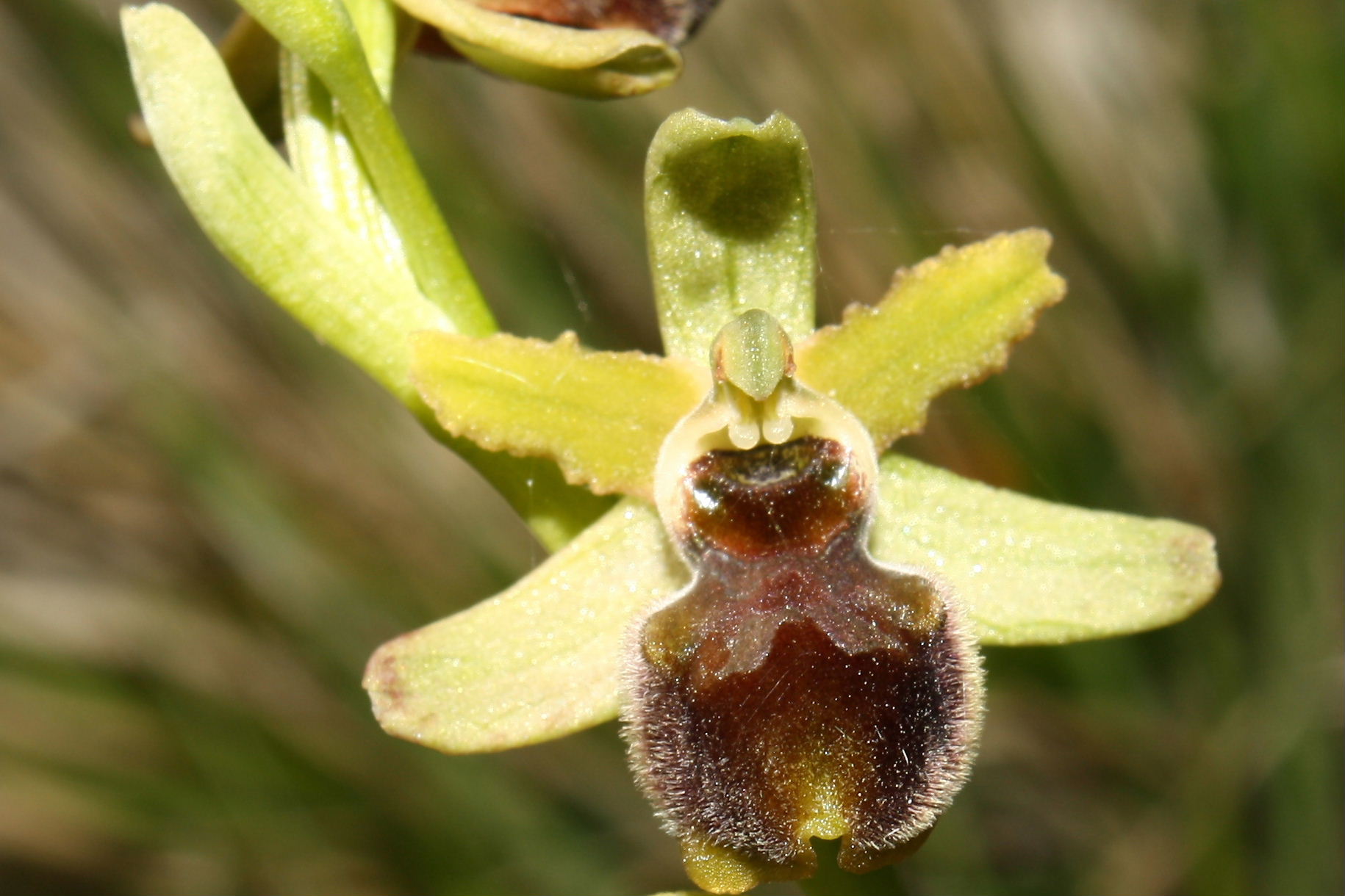 Ophrys sphegodes da determinare-2