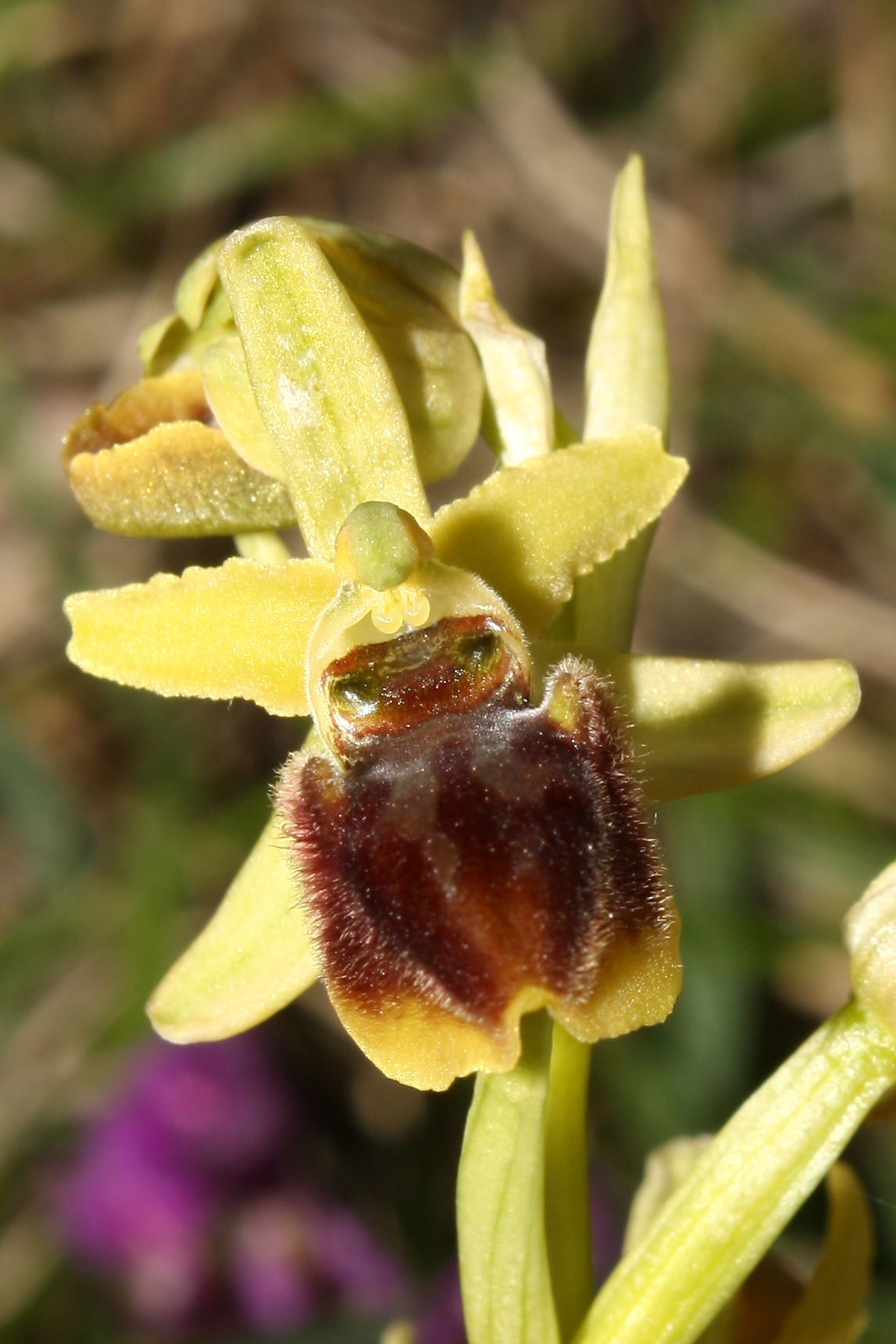 Ophrys sphegodes da determinare-2