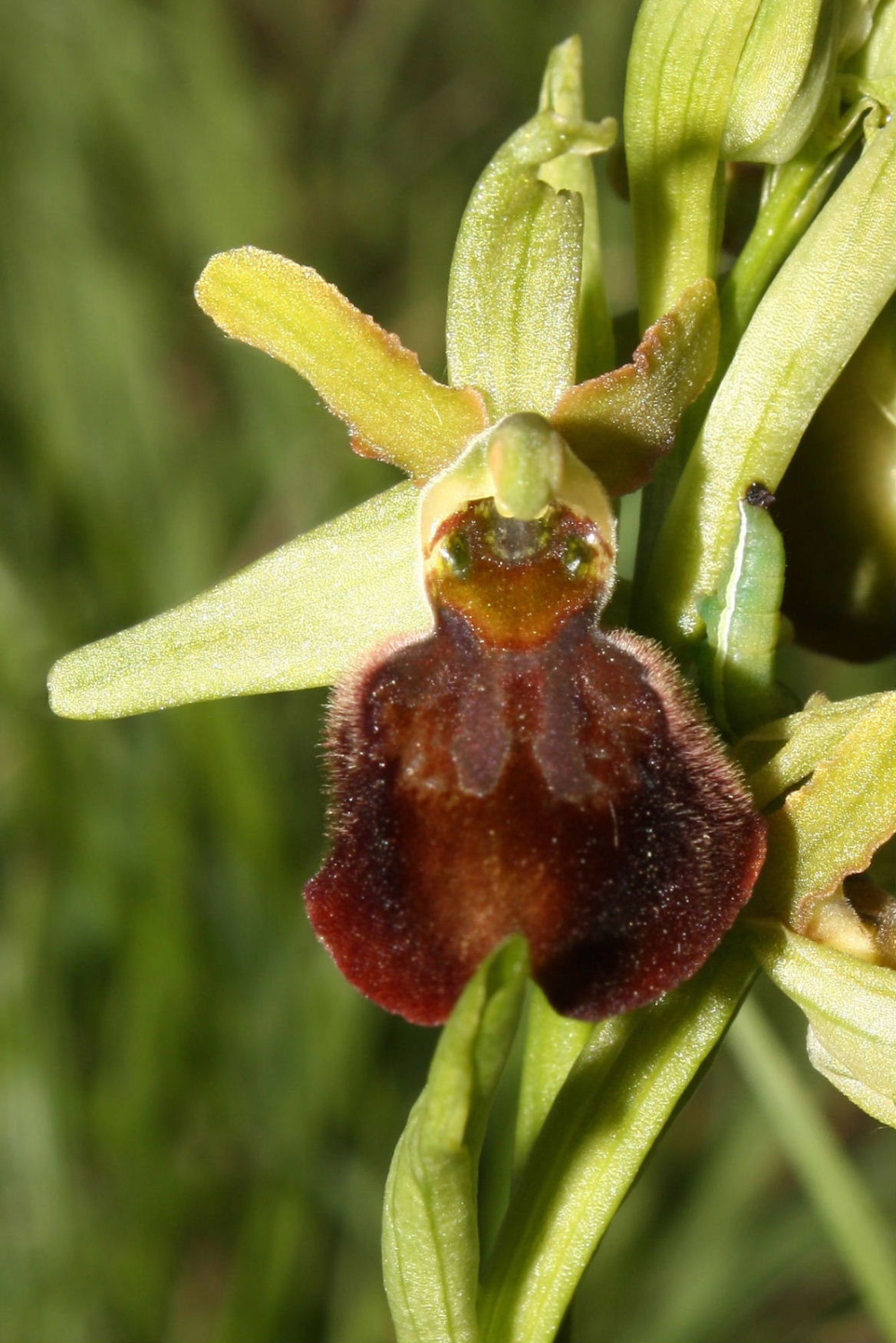 Ophrys sphegodes da determinare-2