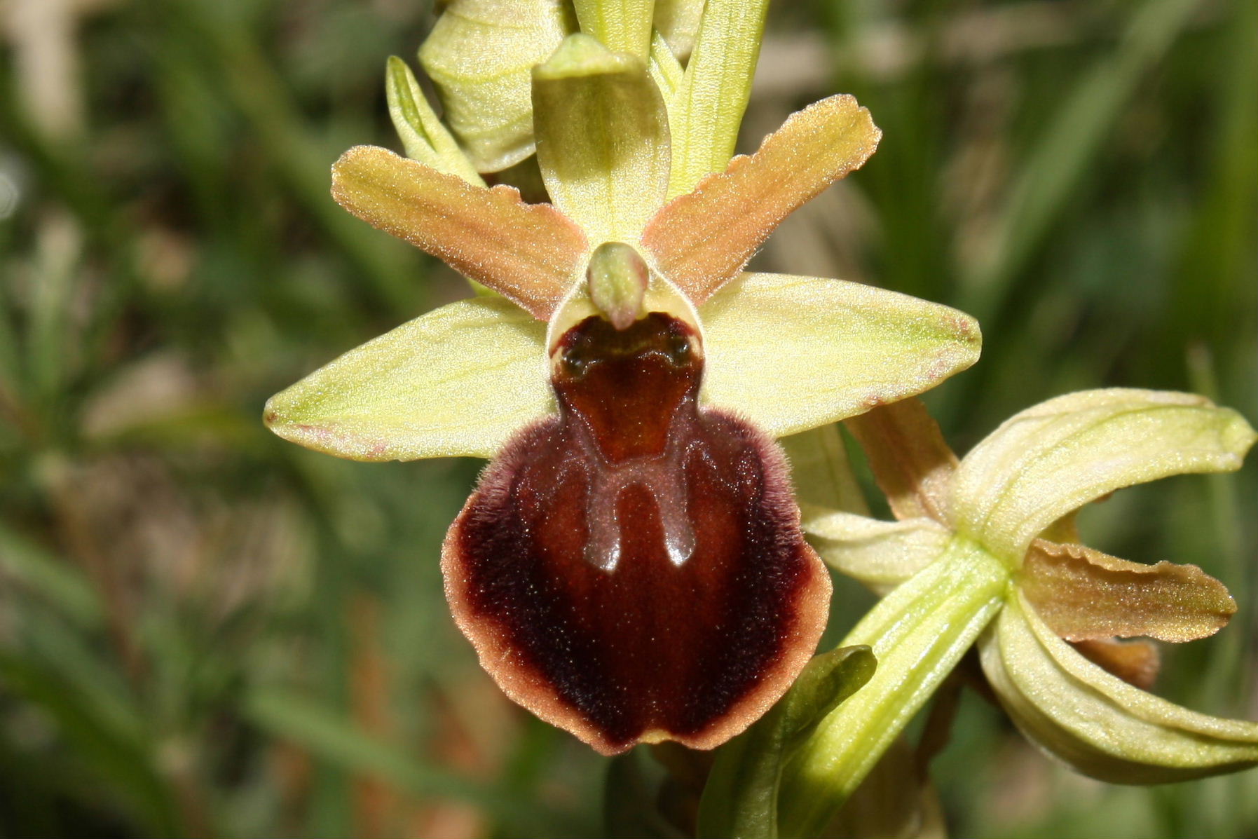 Ophrys sphegodes da determinare-2