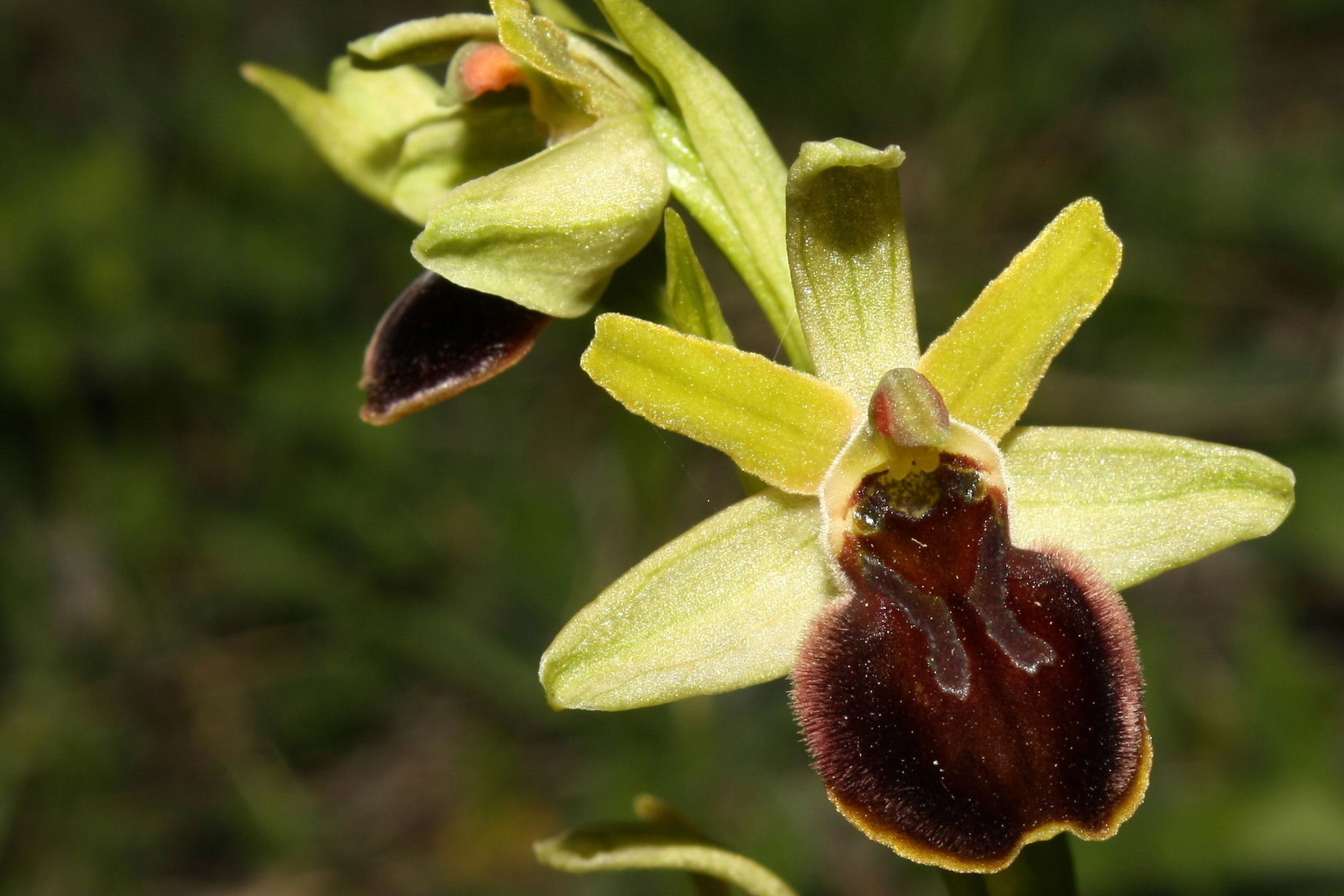 Ophrys sphegodes da determinare-2