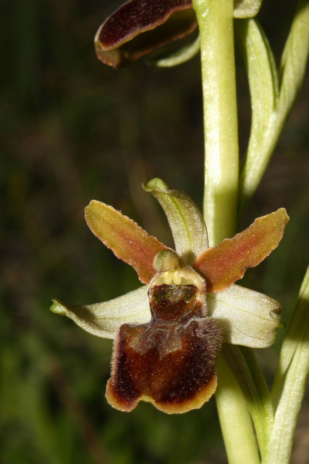 Ophrys sphegodes da determinare-2