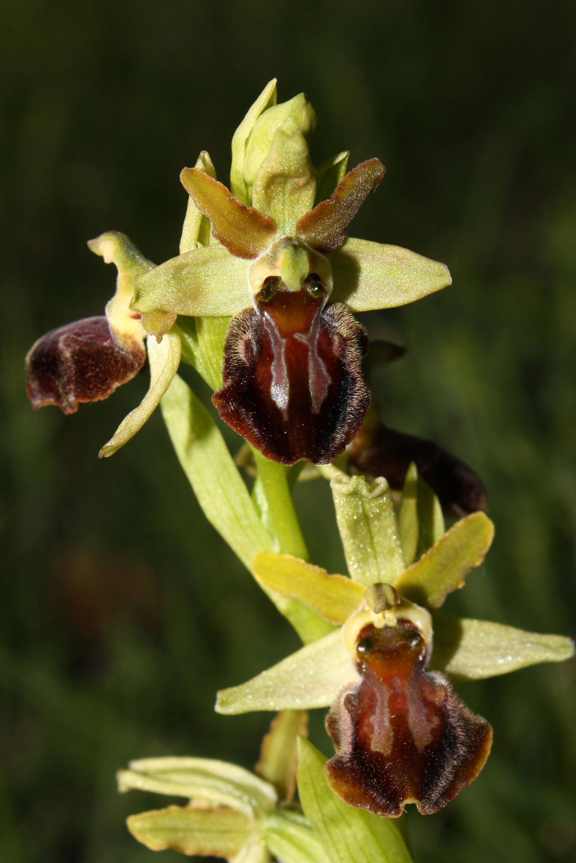 Ophrys sphegodes da determinare-2