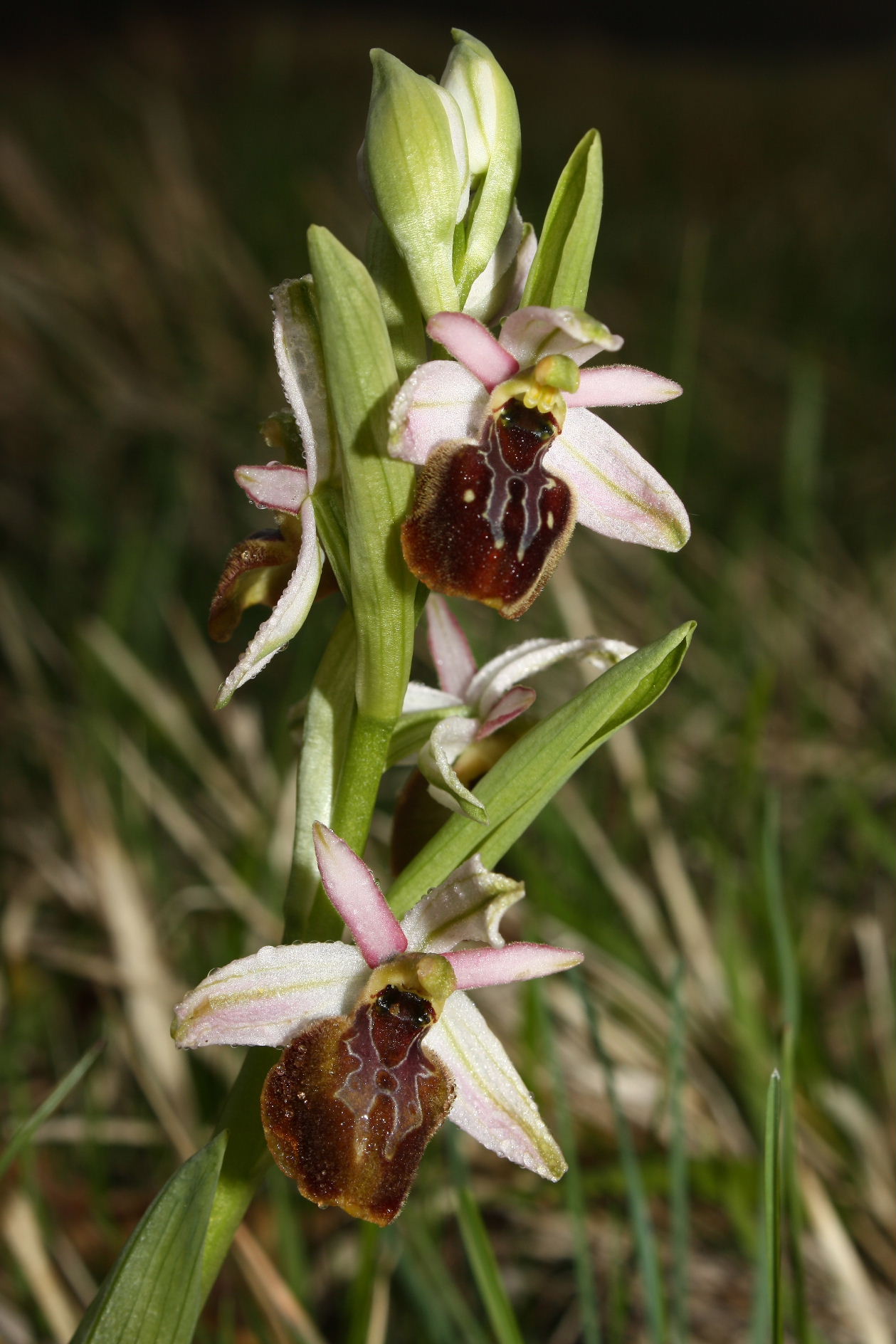 Ophrys tyrrhena?