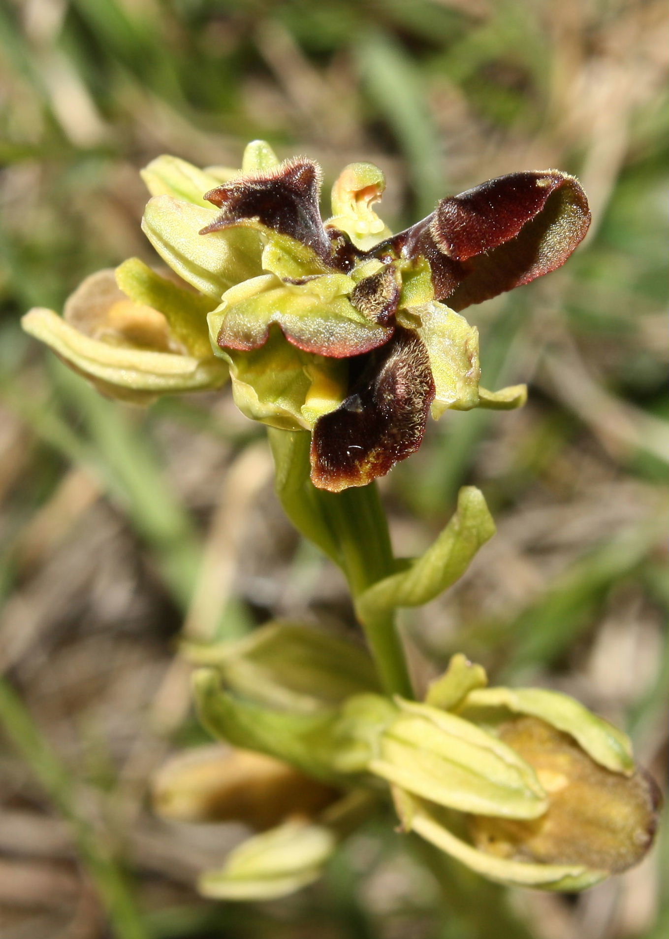 Lusus di Ophrys sphegodes ???