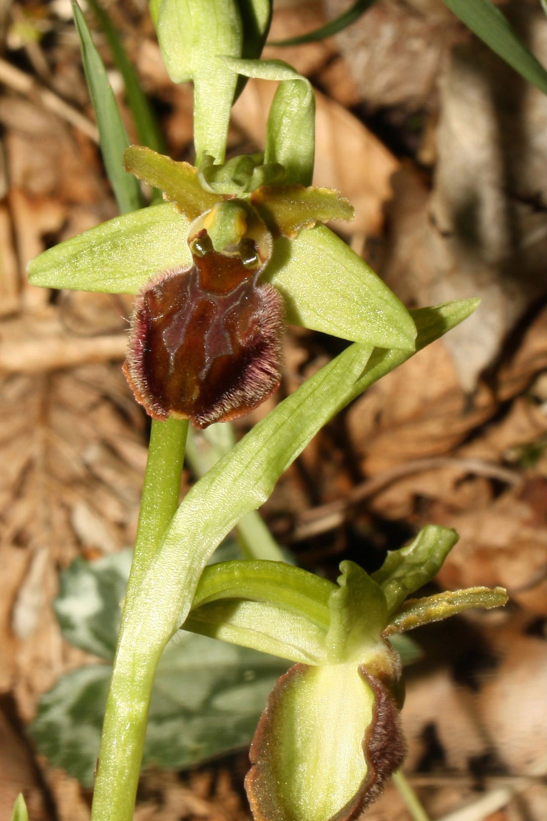 Ophrys sphegodes da determinare-3