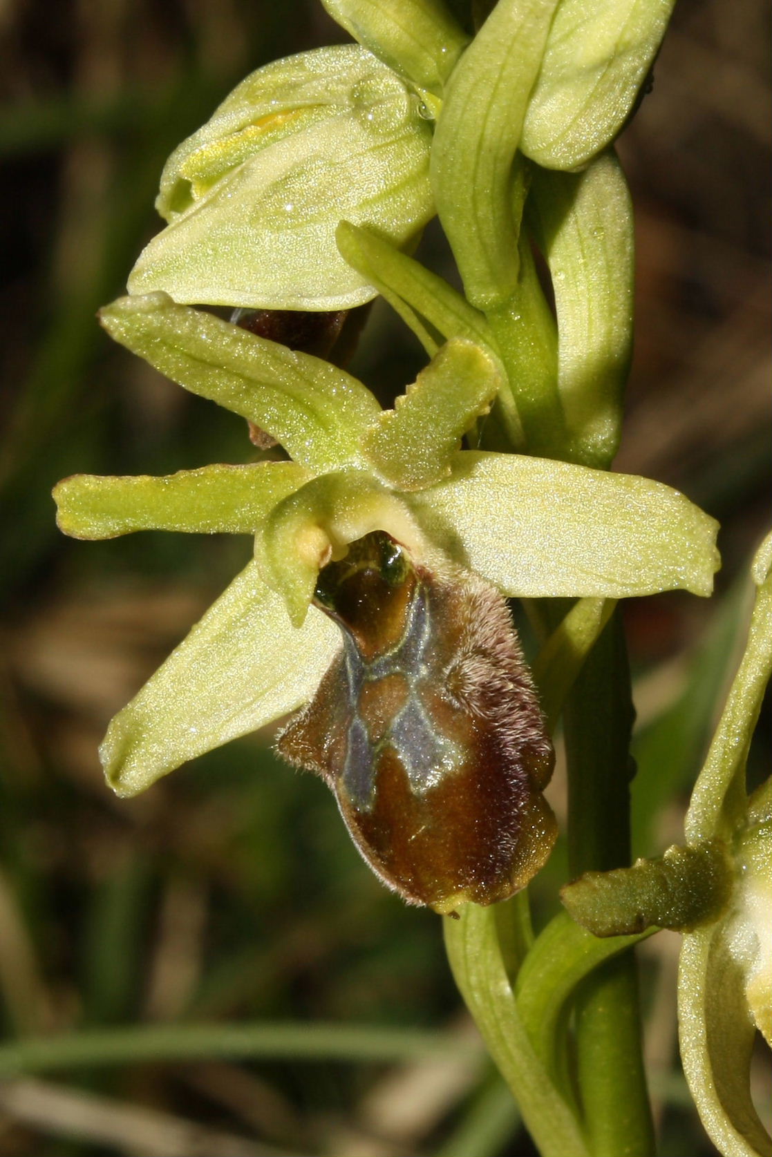 Ophrys sphegodes da determinare-3