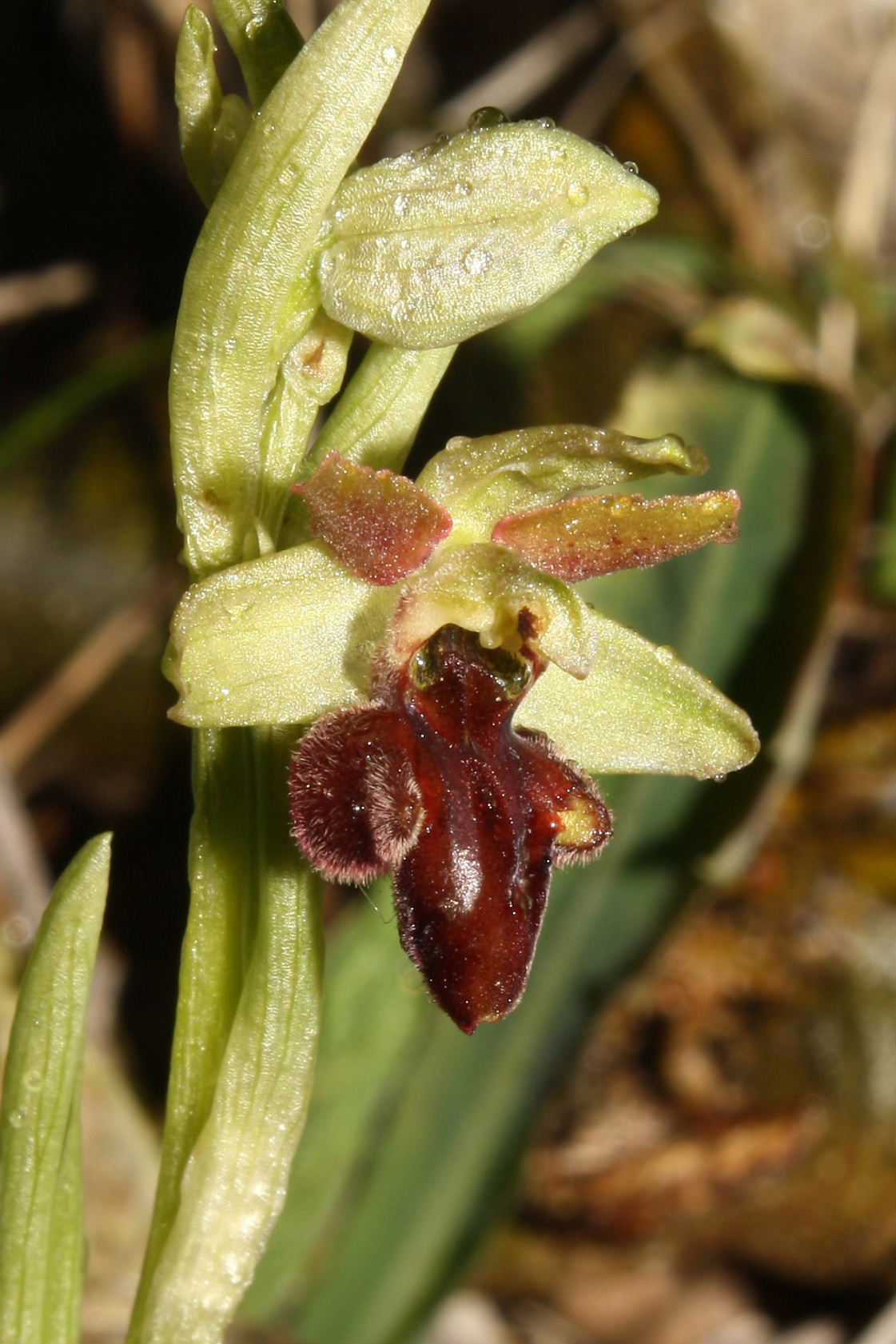 Ophrys sphegodes da determinare-3